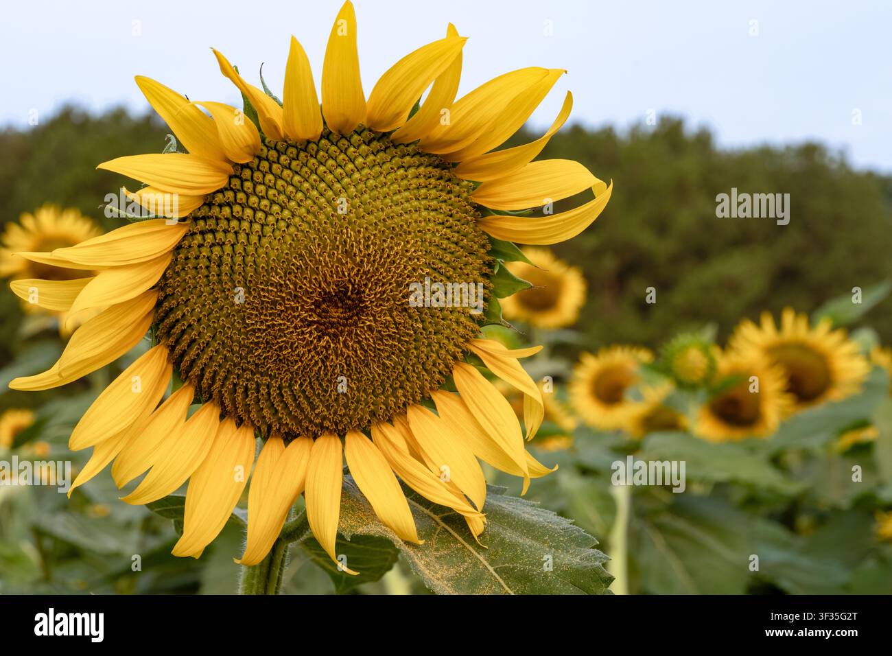 Grande girasole giallo rivolto verso il davanti in piena fioritura in un campo all’alba, con foglie verdi, fiori aggiuntivi sullo sfondo e una morbida linea di alberi rurale. Foto Stock