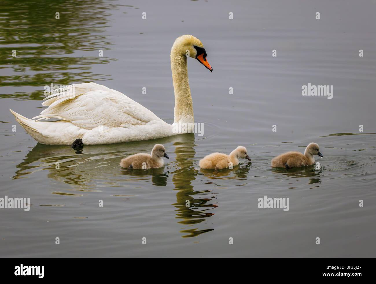 Un cigno reale adulto (Cygnus olor) che nuota con grazia su acque calme con una fila di tre piccoli cignetti soffici che seguono da vicino a Bayfront P Foto Stock