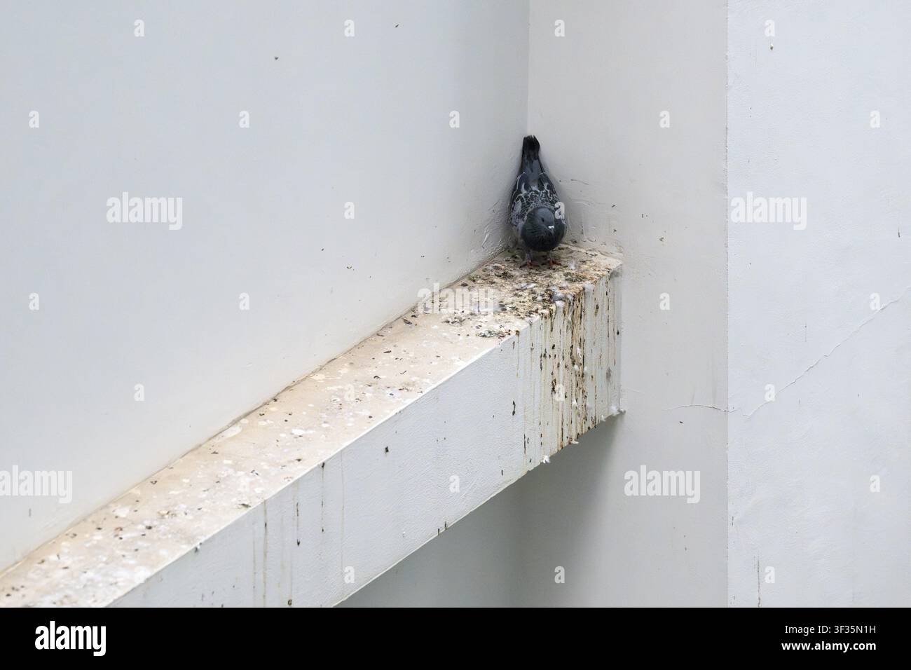 Piccione cittadino seduto in un angolo, Pattaya, Thailandia Foto Stock