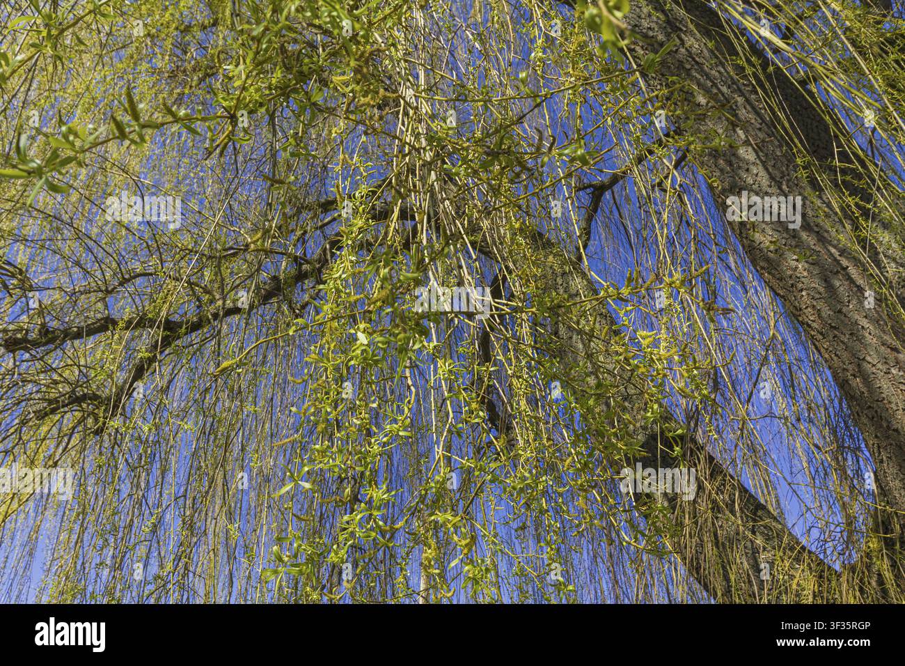 Vista dei rami di un salice piangente con giovani foglie verde chiaro e gialle Foto Stock