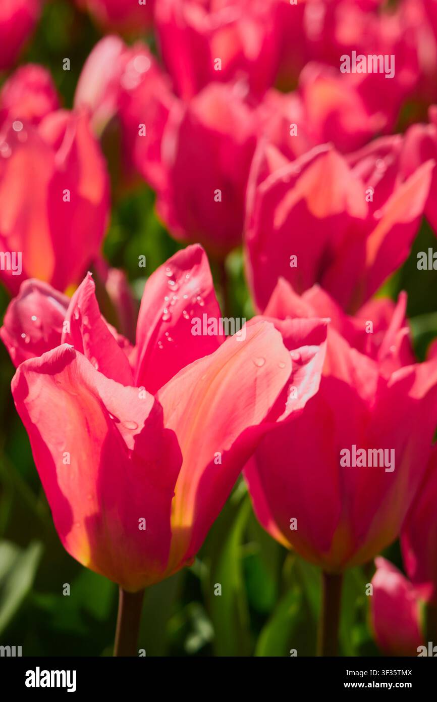 Tulipi rosa radianti con gocce di rugiada che fioriscono alla luce calda del sole primaverile e sfondo sfocato morbido. Foto Stock