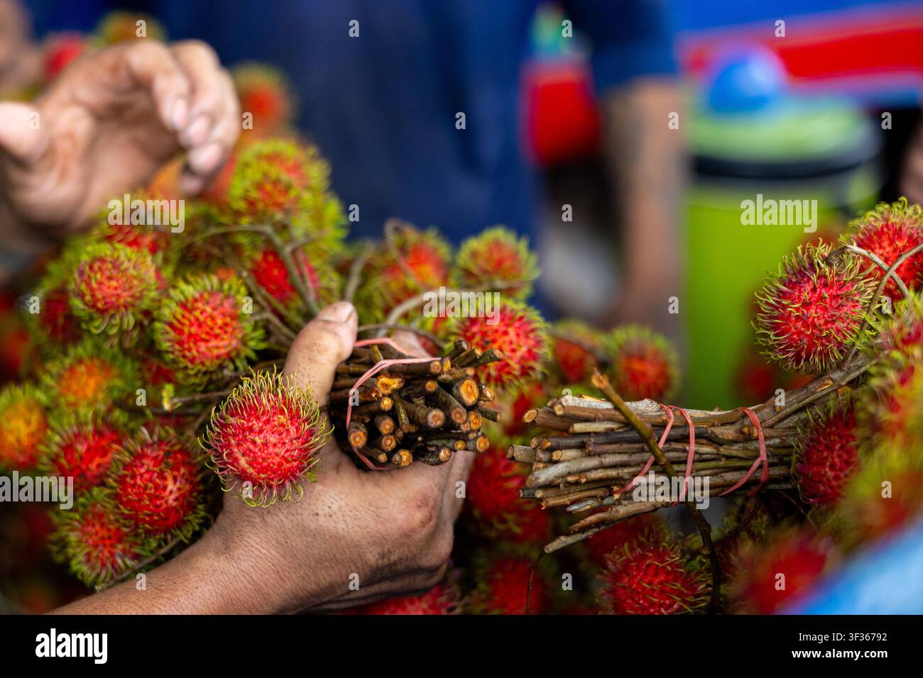 Bunchi di frutti di rambutan tenuti e legati dalle mani di un venditore al mercato, pelle rossa vivace e spinosa e peli verdi che danno una sensazione tropicale vivace Foto Stock