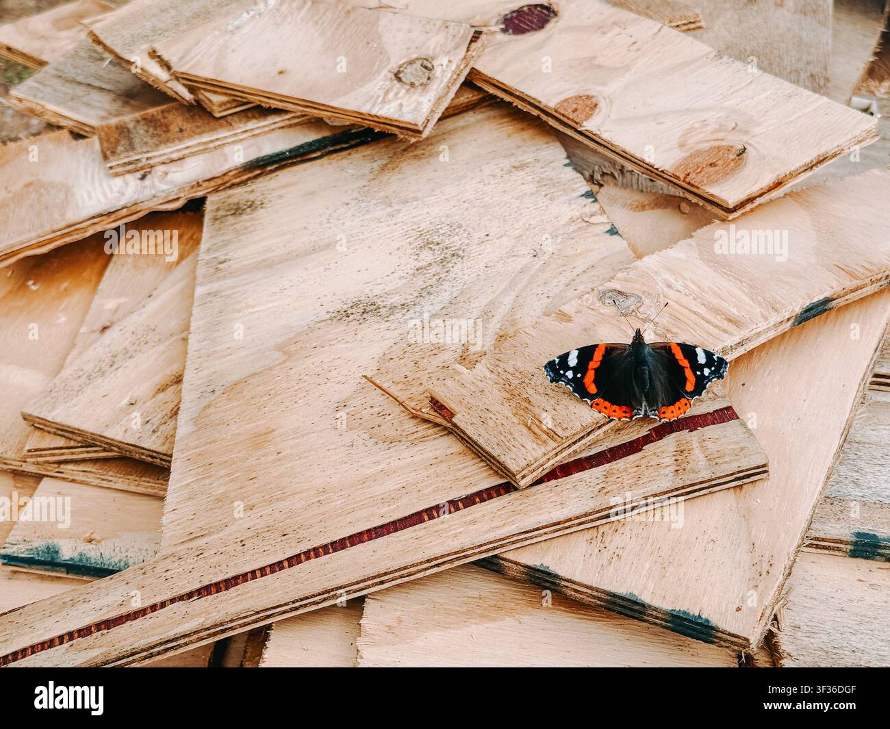 Primo piano di una farfalla admiral rossa appoggiata su una pila di fogli di compensato in un ambiente di falegnameria. Un contrasto sorprendente tra fauna e costru Foto Stock