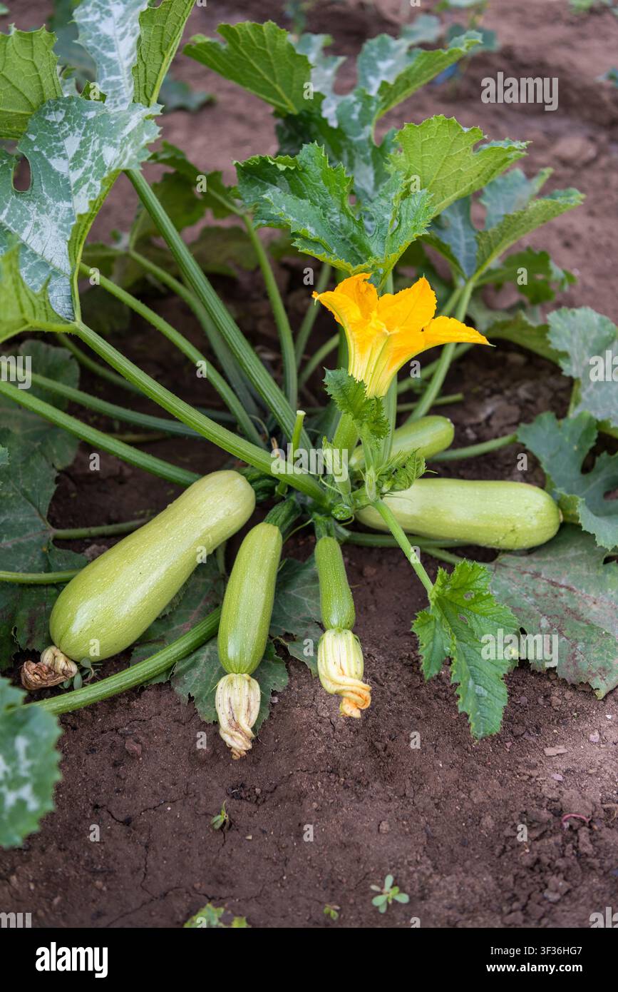 Primo piano verticale di una pianta di zucchine sana con sei frutti e due fiori, fotografata dall'alto con una leggera angolazione. Foglie verdi fresche in un ambiente rurale Foto Stock