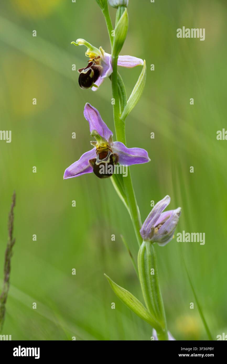 Bee orchid - Ophrys apifera Foto Stock