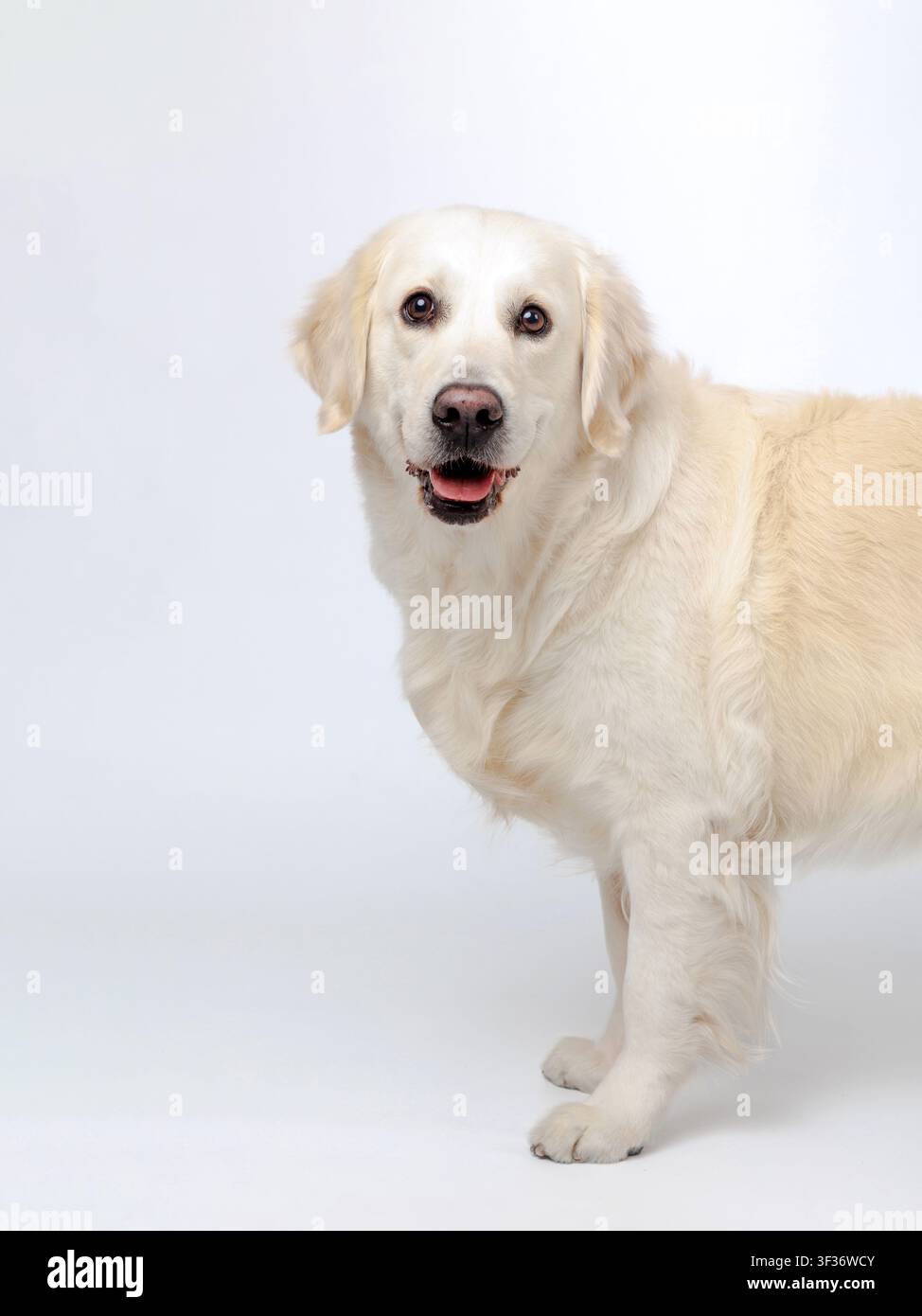 Golden retriever amichevole che guarda direttamente la telecamera su sfondo bianco. Cure positive degli animali domestici, fiducia, compagnia, servizi veterinari, prodotti per animali domestici, Foto Stock
