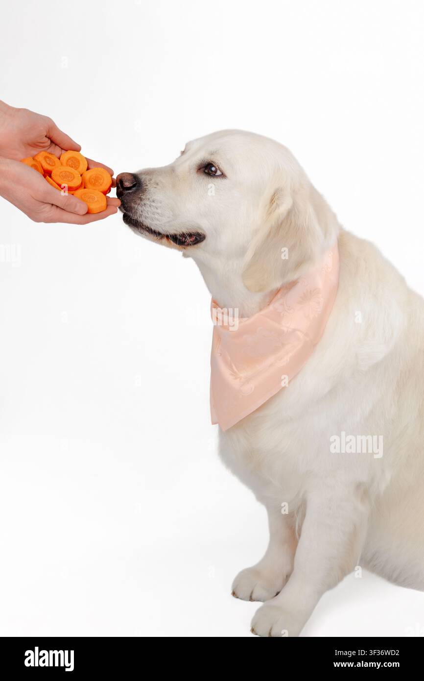 Golden retriever che riceve fette di carota fresche da mani umane su sfondo bianco con spazio libero. Concetto di alimentazione sana per animali domestici, premi naturali, Foto Stock