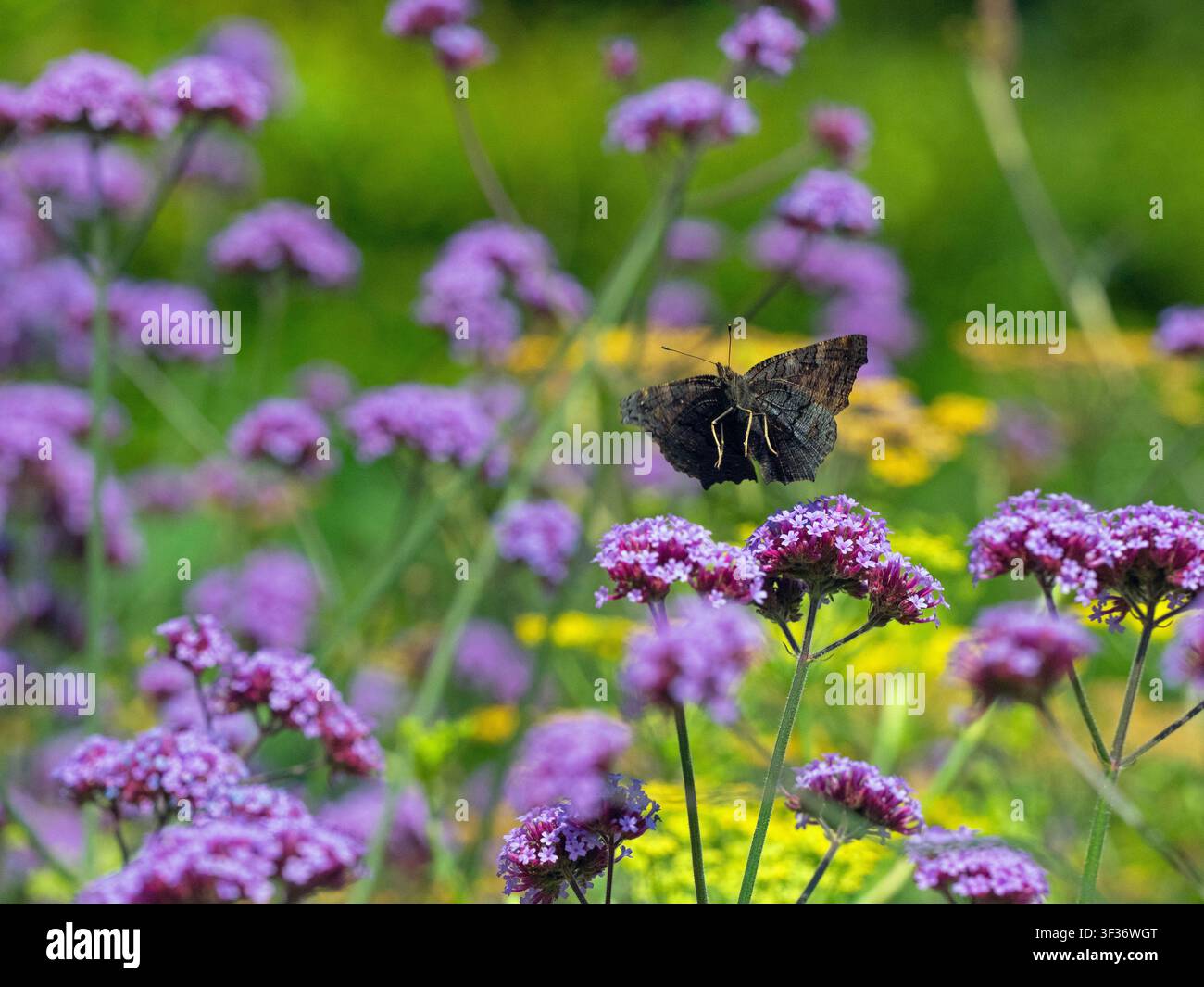 Farfalla pavone che si nutre di Verbena bonariensis, estate agosto Foto Stock