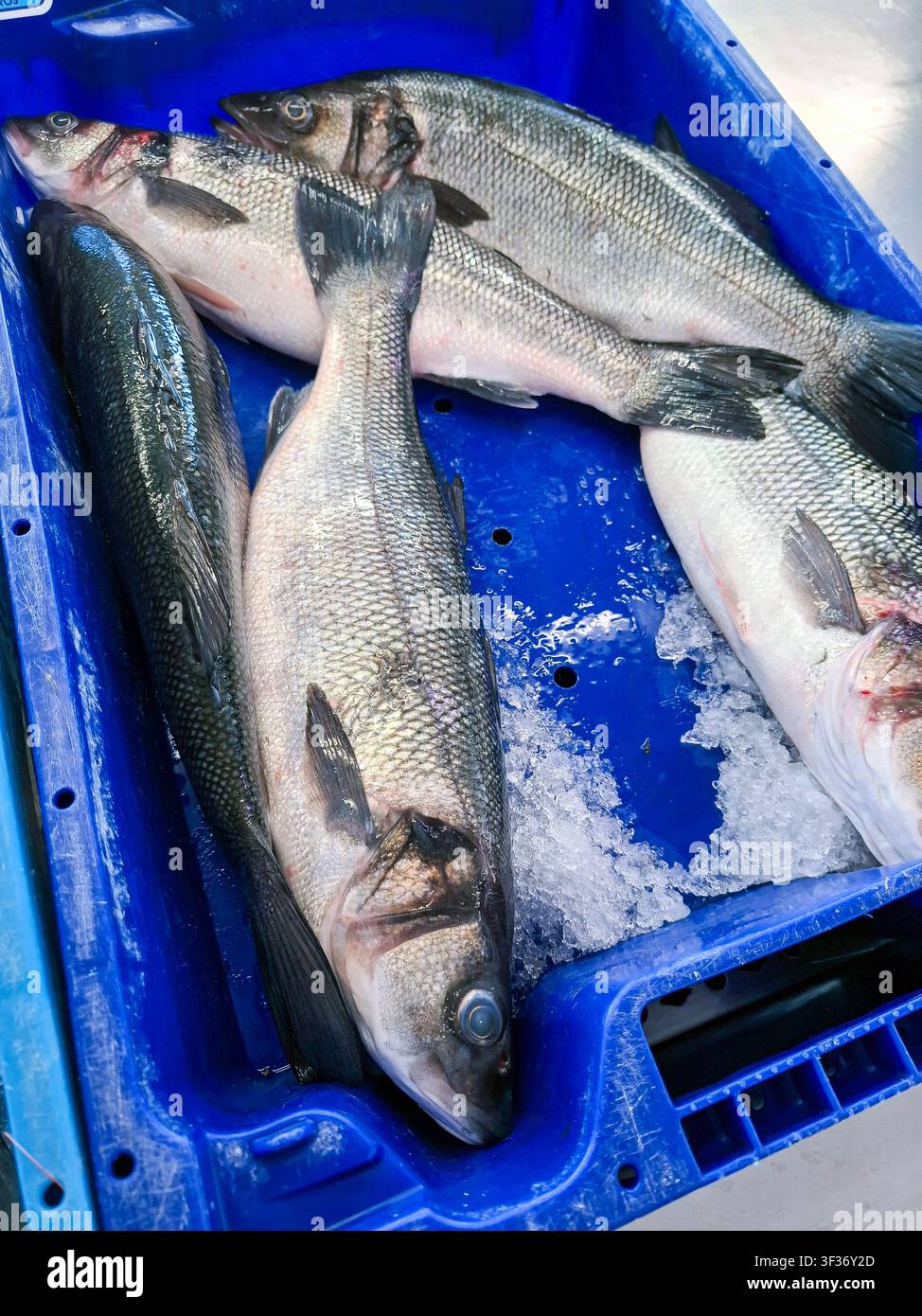 Brasato fresco, noto come Dicentrarchus labrax, giace sul ghiaccio in una cassa blu al mercato ittico di Denia in Spagna, mostrando l'offerta di frutti di mare locali Foto Stock