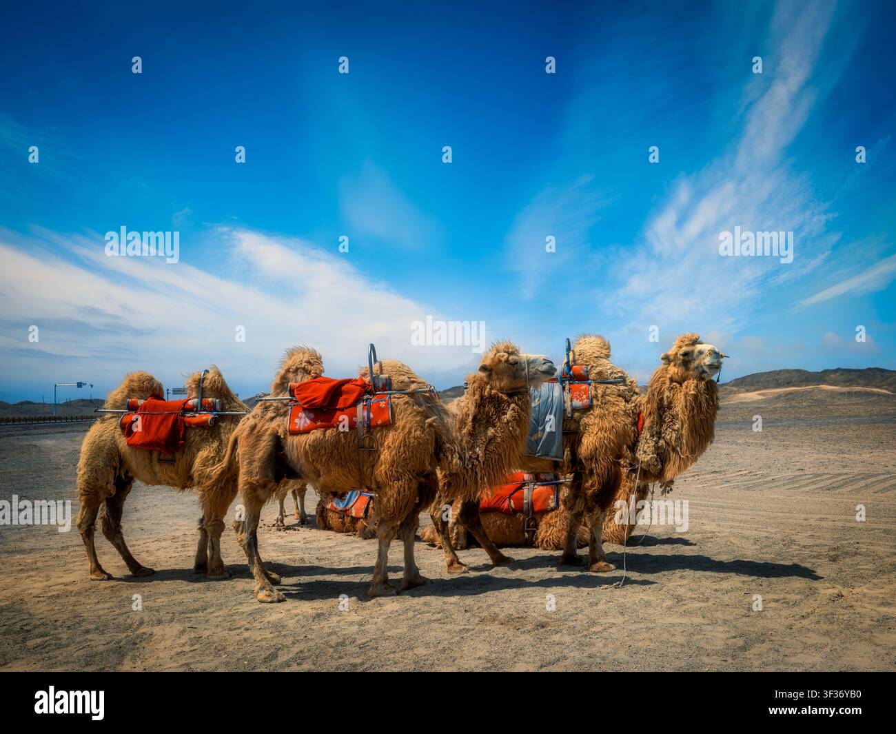 Cammelli del Bachtriano e cavalli nel deserto del Gobi a Guazhou, Gansu. Cammelli dotati di selle tradizionali si trovano su una terra desolata Foto Stock
