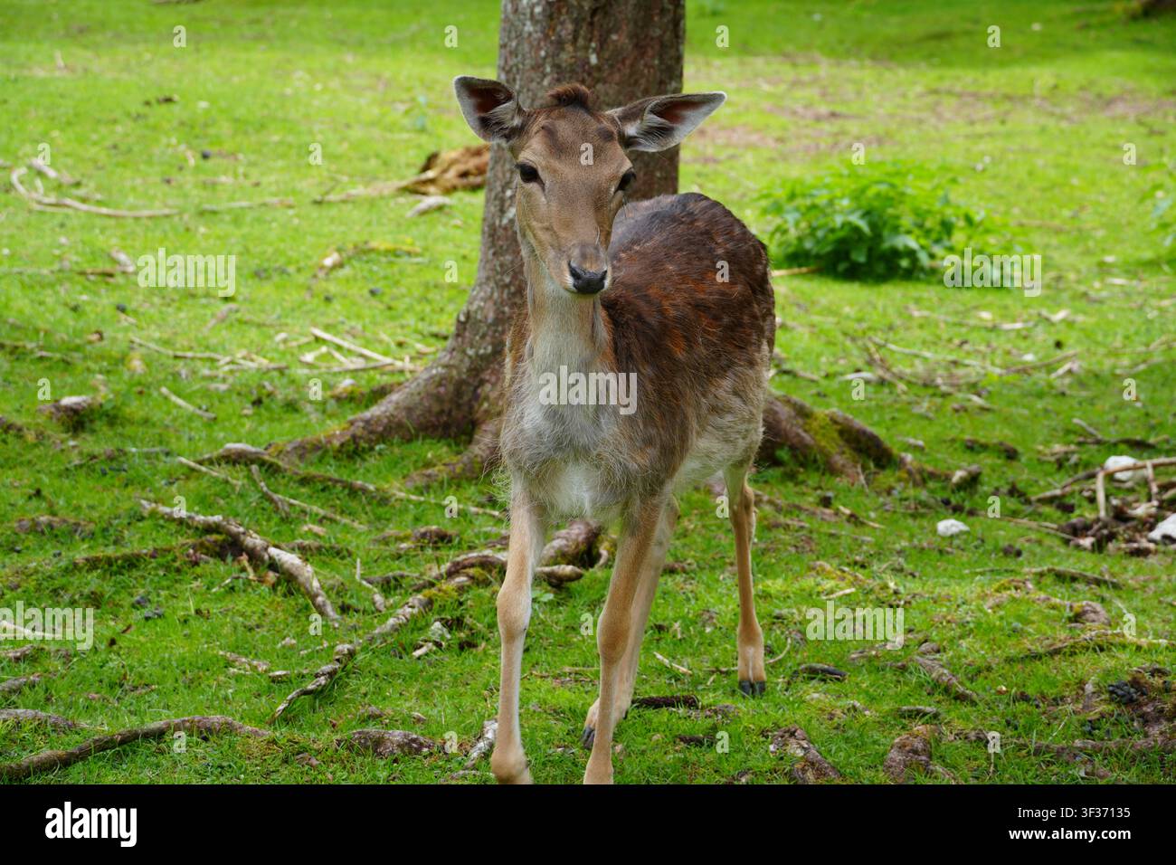 Giovane cervo dalla fronte bianca in piedi davanti a un albero in un prato boscoso verde e che guarda l'obiettivo Foto Stock