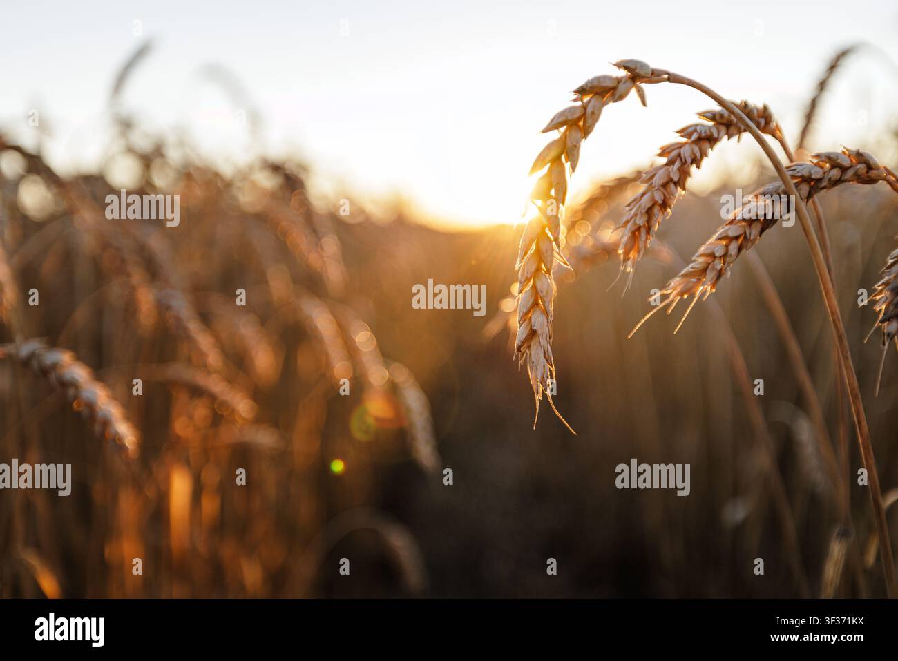 Una vista ravvicinata di spighe di grano mature illuminate dalla luce del sole, che simboleggia una riuscita raccolta del grano e un rendimento agricolo. Foto Stock