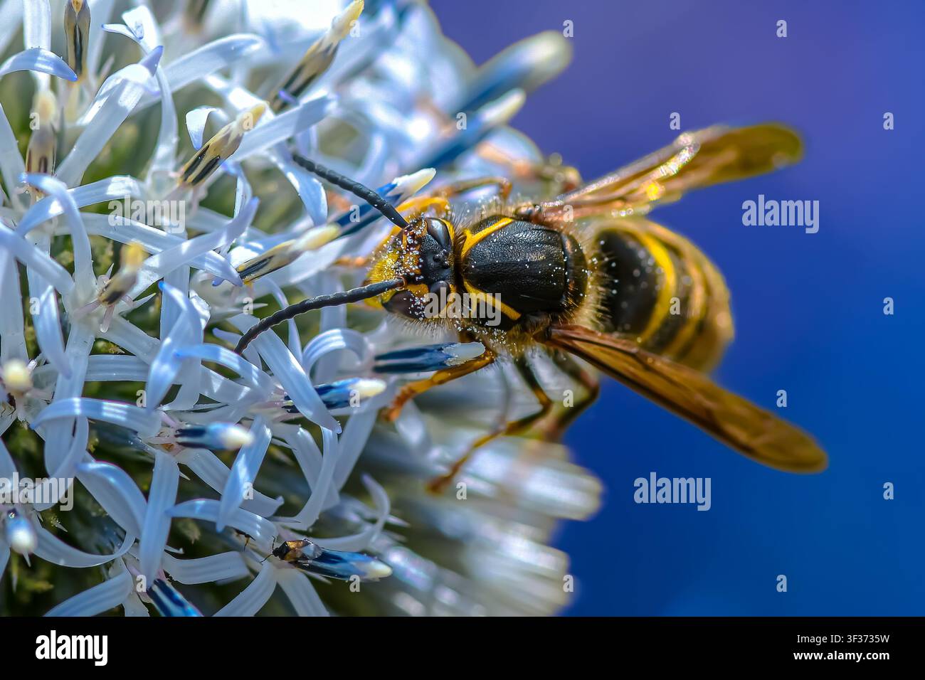 Macro estremo di un insetto impollinatore che si nutre di un fiore di cardo globoso Foto Stock