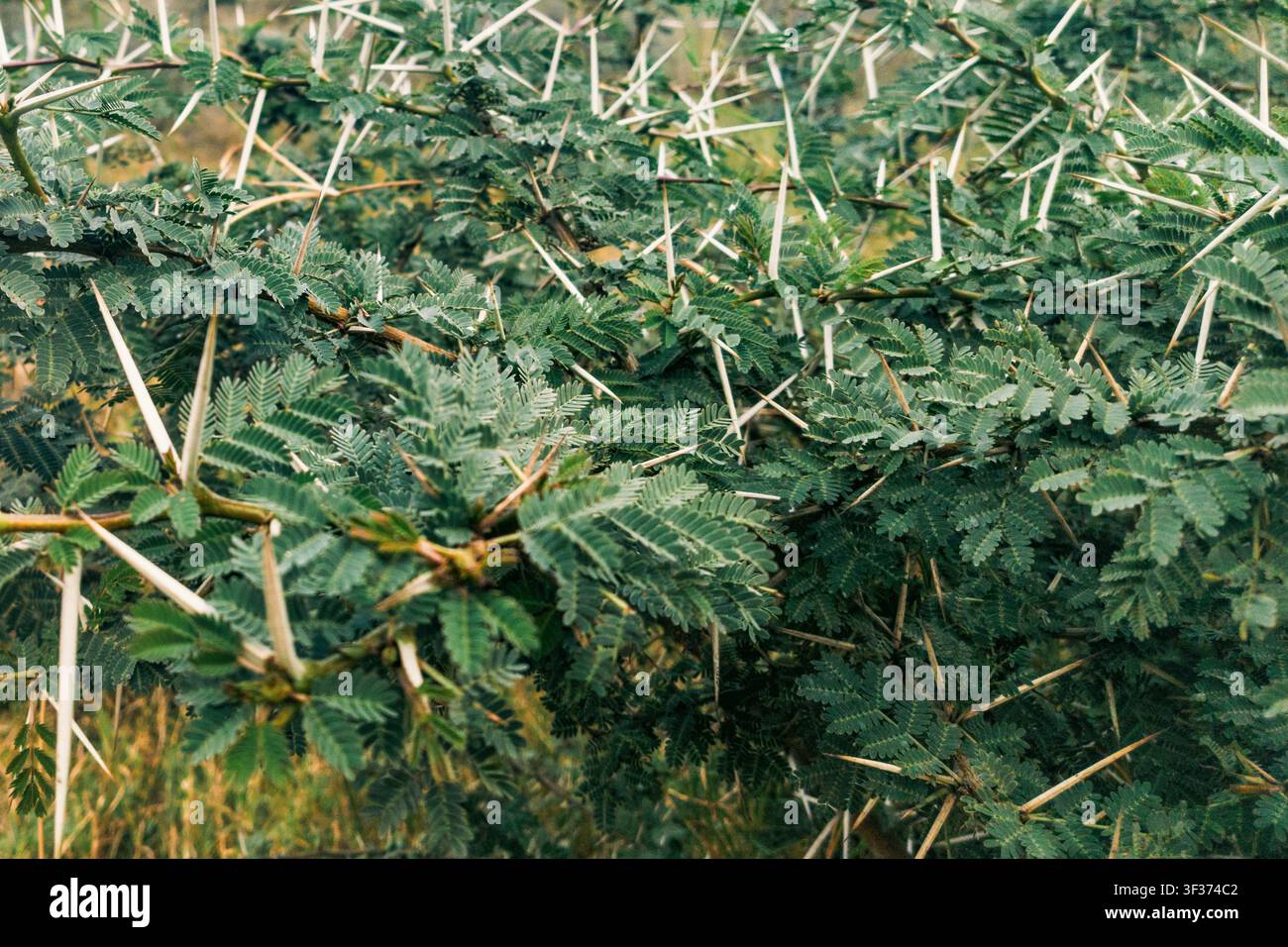Primo piano dei rami dell'Acacia spinosa fischiettante africana nel sobborgo di Syokimau, Contea di Machakos, Kenya Foto Stock