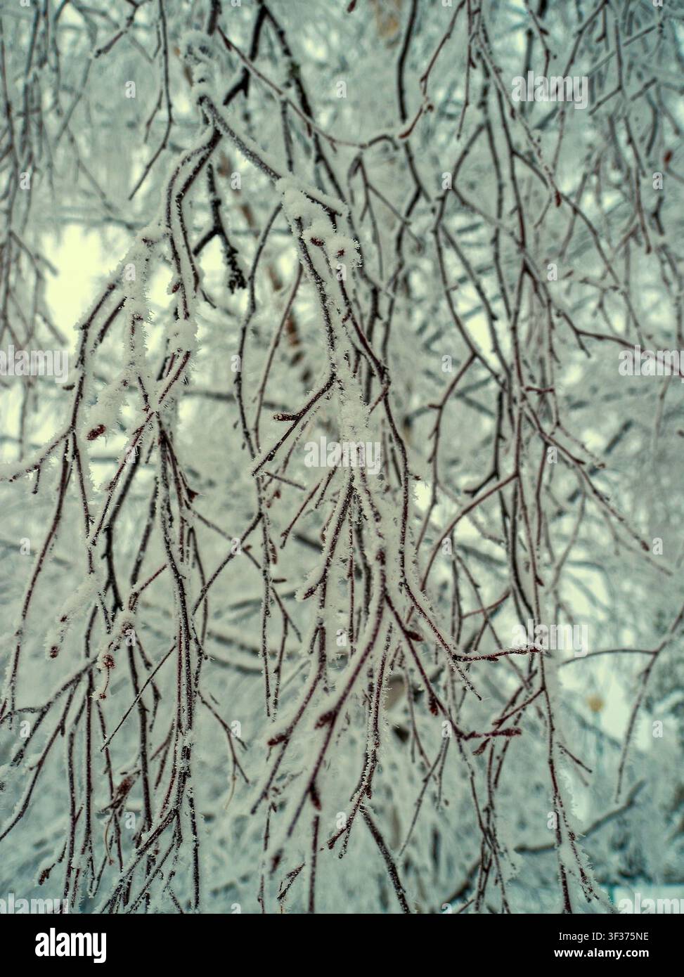 Rovaniemi, Finlandia - 28.12.2018: Ramoscelli intricati coperti di brina sospesi in un sereno paesaggio invernale con una luce morbida a bokeh Foto Stock