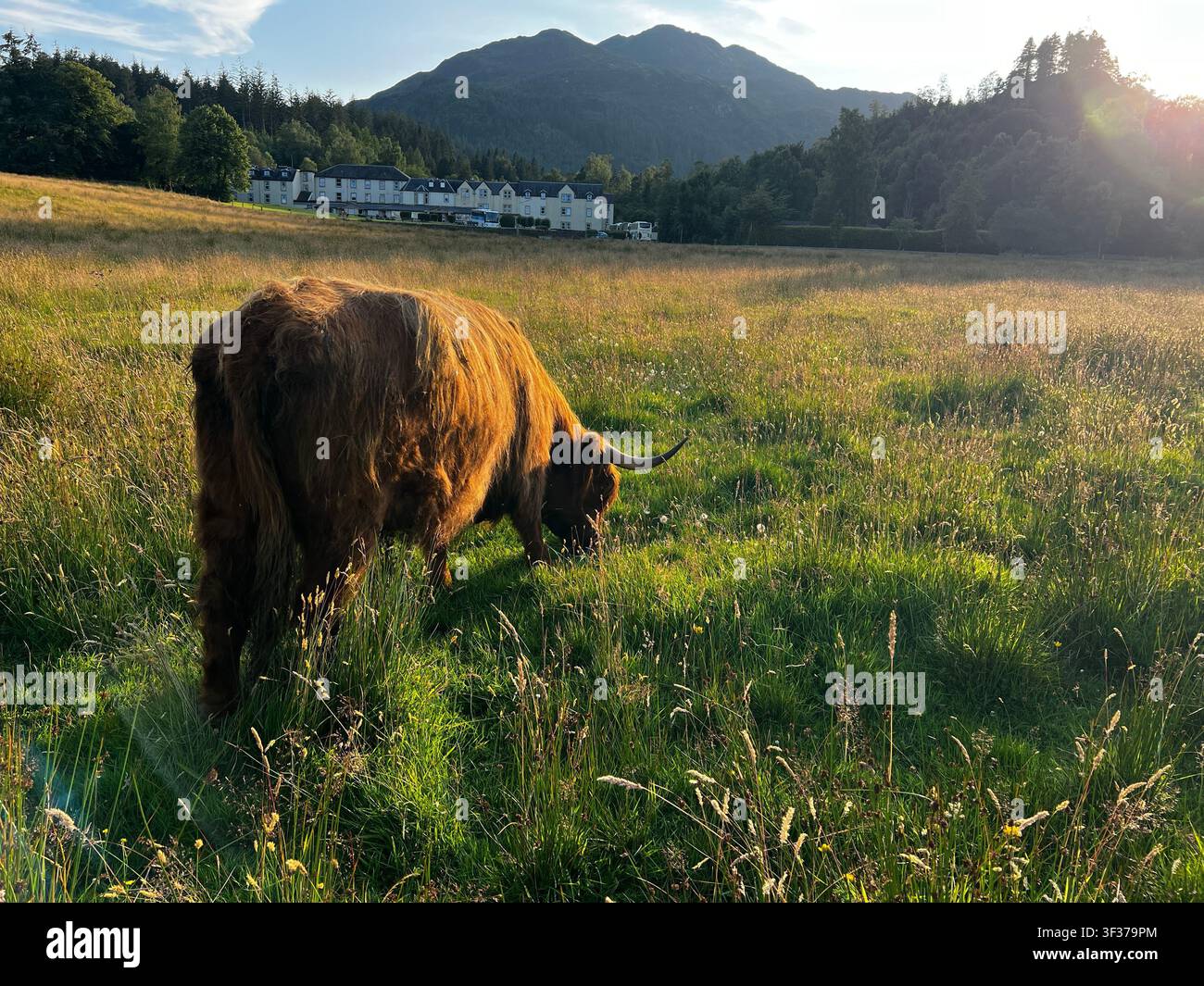 Mucca delle Highlands che pascola in un prato davanti al Loch Achray Hotel a Loch Lomond e nel Parco Nazionale di Trossachs, Stirling, Scozia, Regno Unito, con Ben A' - Immagine stock catturata con smartphone
