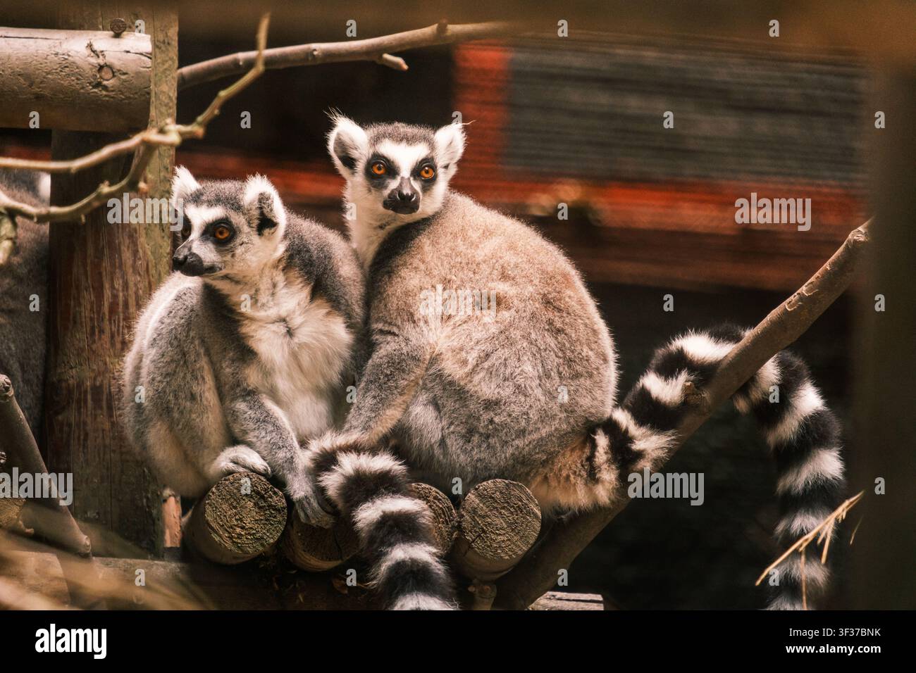 Coppia di lemuri dalla coda annellata con code striate che guardano lontano e verso l'osservatore Foto Stock