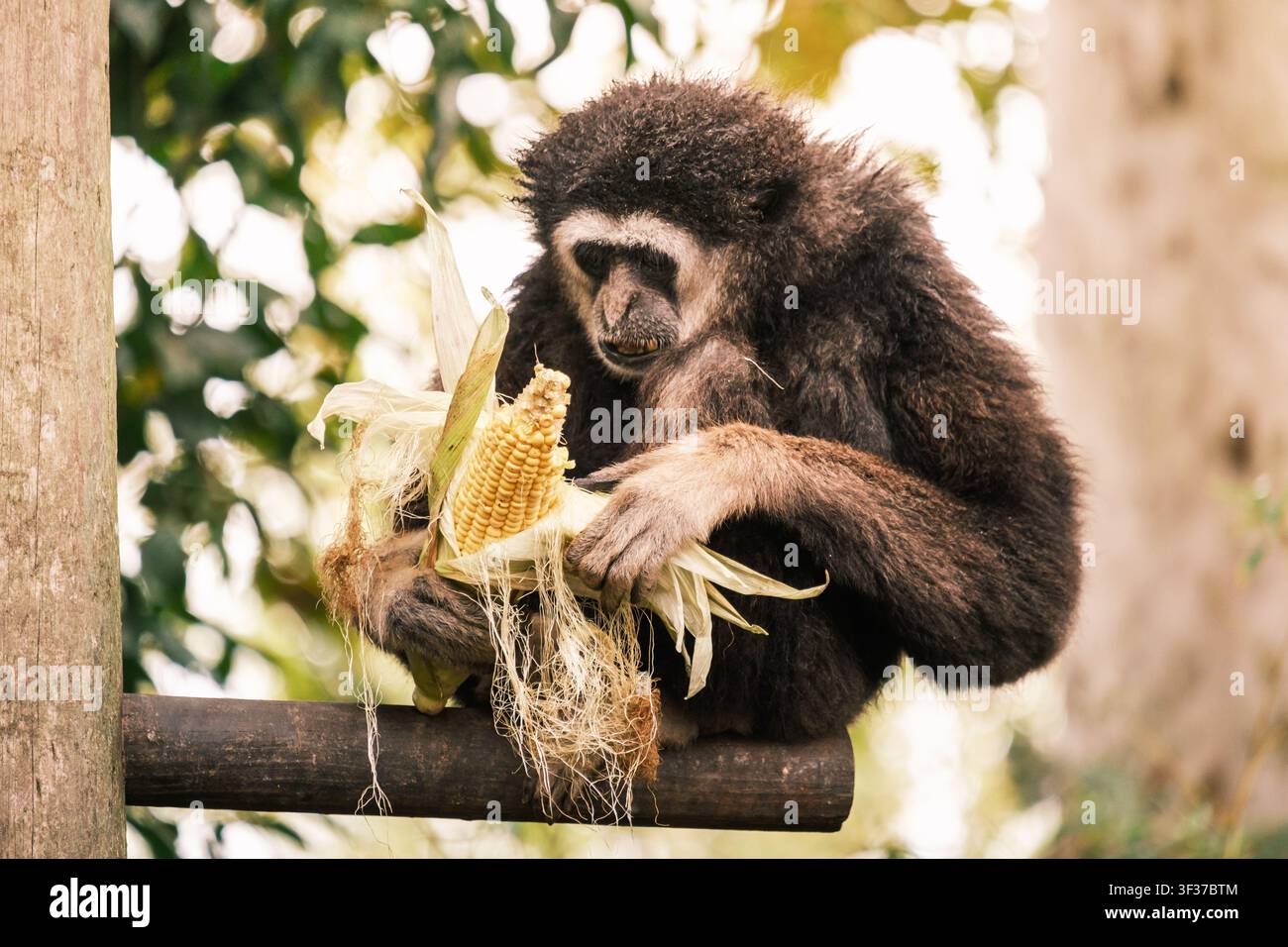 Gibbone lar seduto su un tronco, che sbuccia e mangia un mais giallo Foto Stock