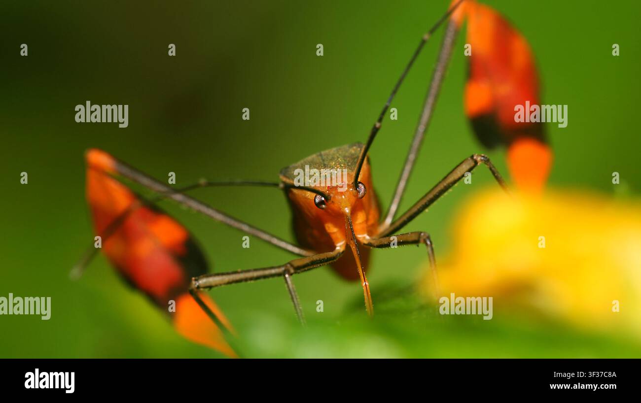 Scudo Bug, Chust Bug, Hemiptera, foresta pluviale tropicale, bacino del fiume Napo, Amazzonia, Ecuador, America Foto Stock