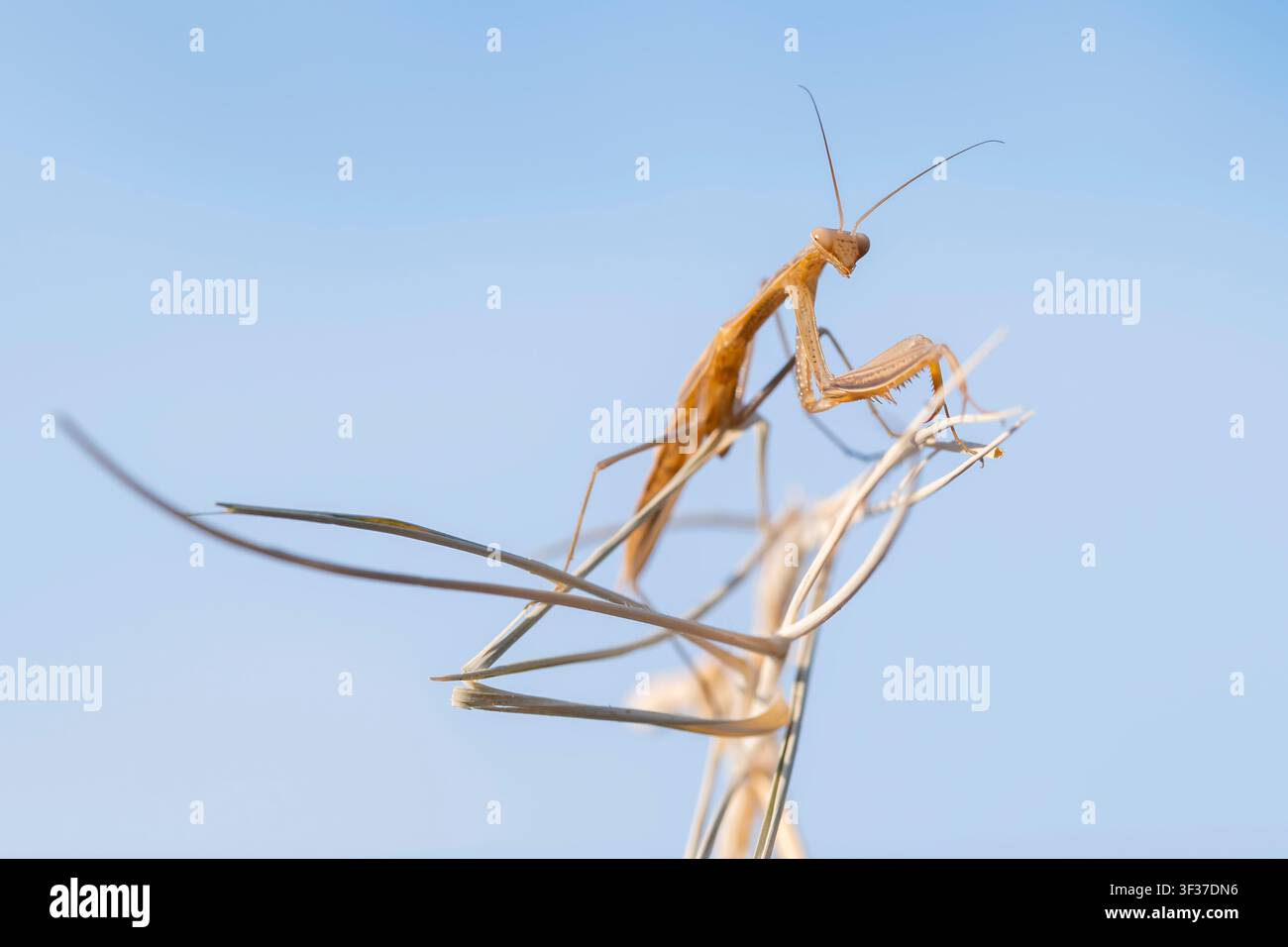 Un'Ameles decolor, nota anche come mantide nana mediterranea o mantide nana, è una specie di piccola mantide religiosa Foto Stock