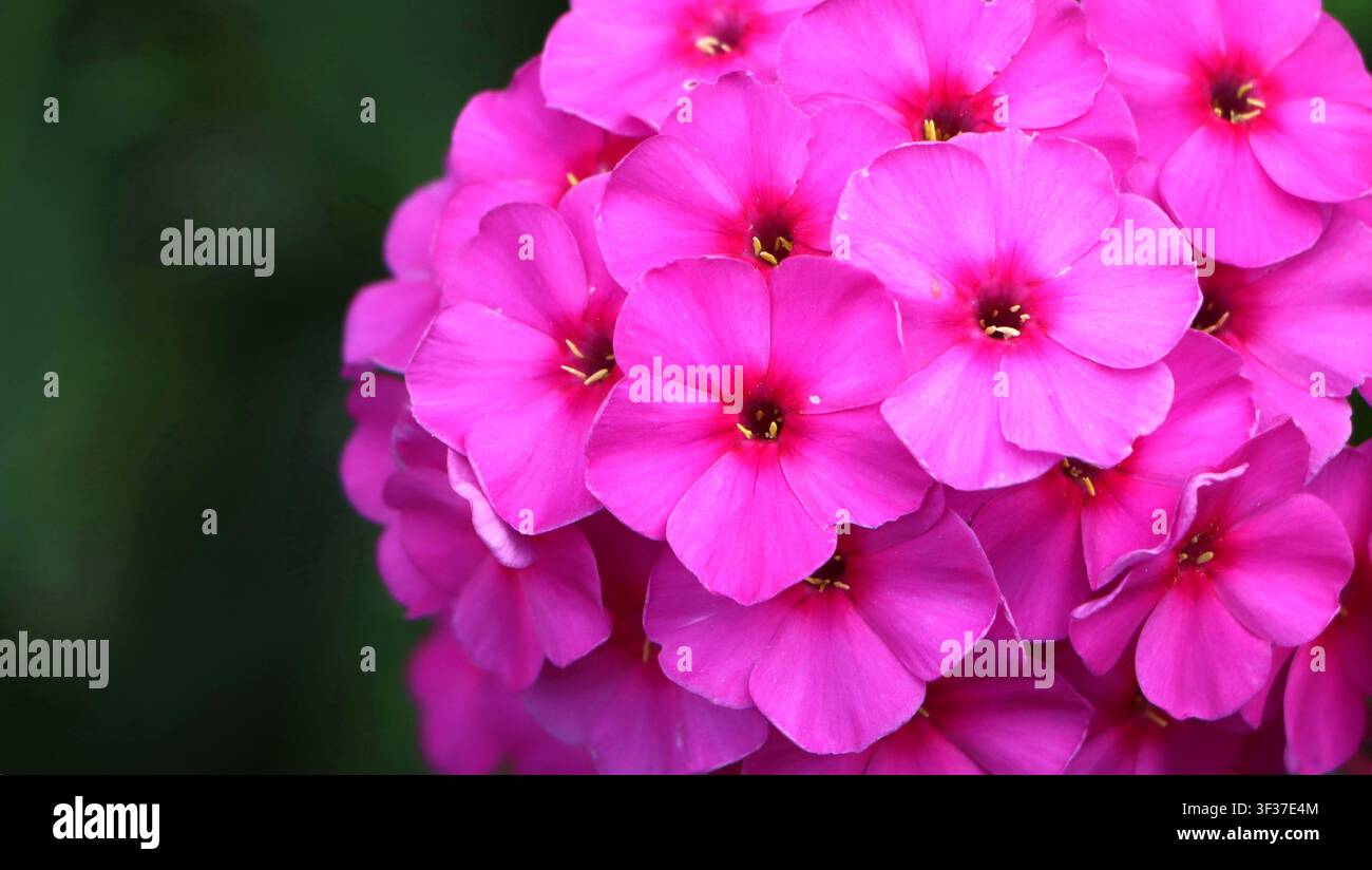 Phlox paniculata (phlox autunnale) bellissima fiore da giardino Foto Stock
