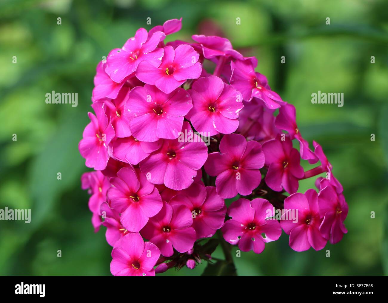 Phlox paniculata (phlox autunnale) bellissima fiore da giardino Foto Stock