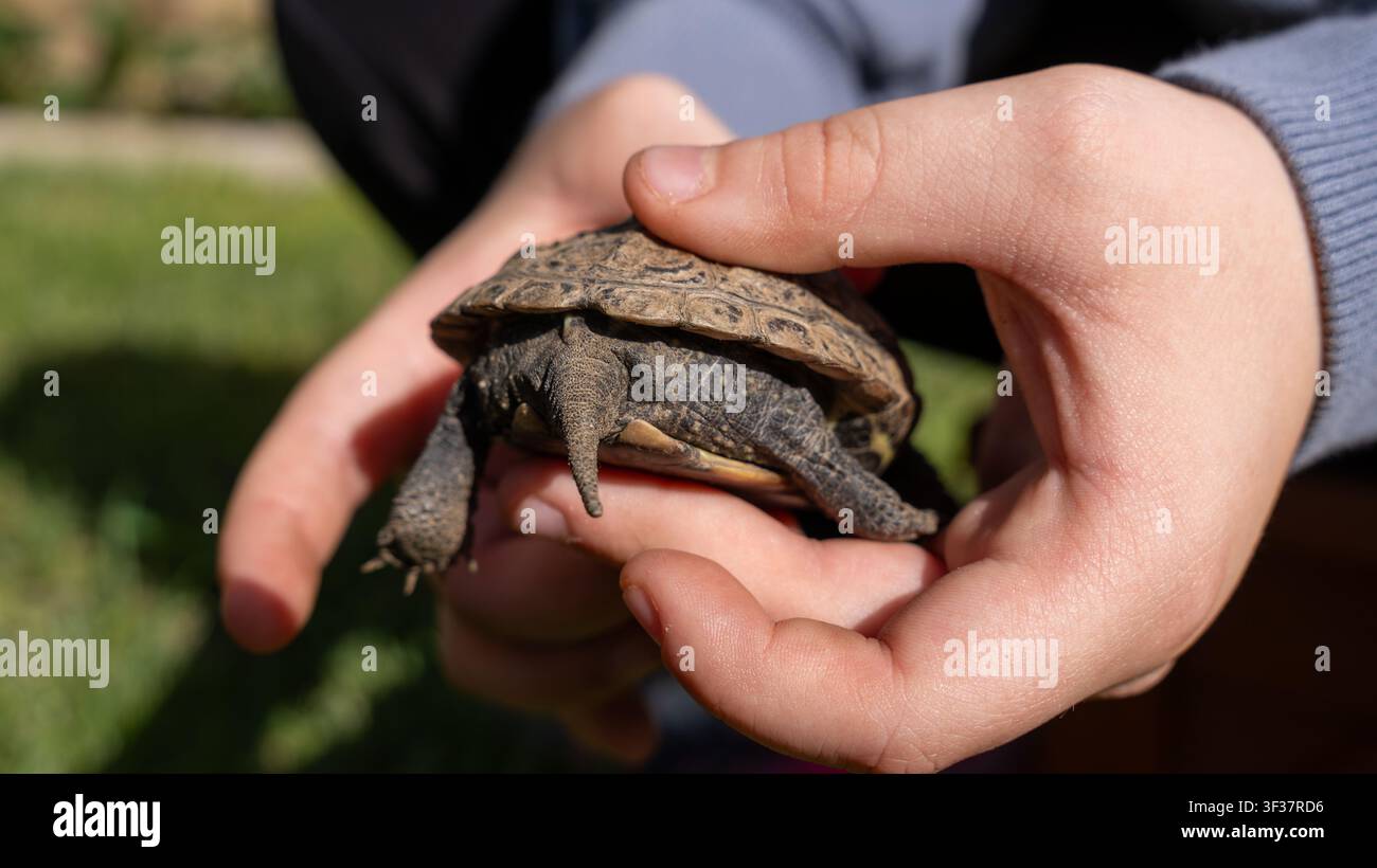 Vista ventrale di una tartaruga di stagno cinese Mauremys reevesii tenuta nella mano di un bambino, che mostra il plastrone, la coda e le zampe artigliate penzolanti. Foto Stock