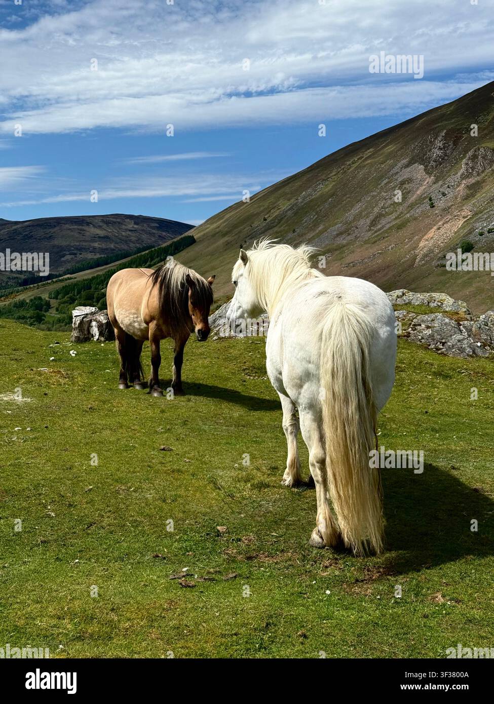 Due pony delle Highland che pascolano su una collina aperta, Highlands scozzesi. Cavalli bianchi e sauri, sfondo montano, cielo azzurro. Estate, Scozia, Regno Unito. - Immagine stock catturata con smartphone
