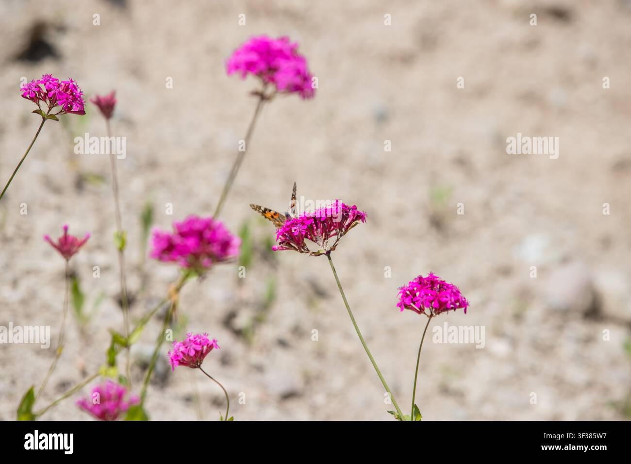 Fiori selvatici rosa di montagna che crescono tra le rocce in un paesaggio naturale Foto Stock