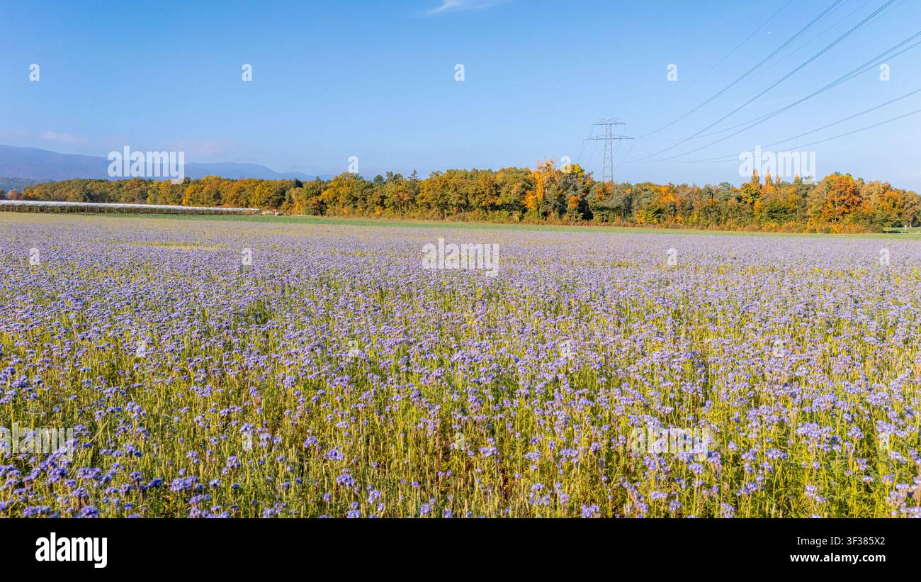 Campo di fiori di facelia in autunno, paesaggio svizzero Foto Stock