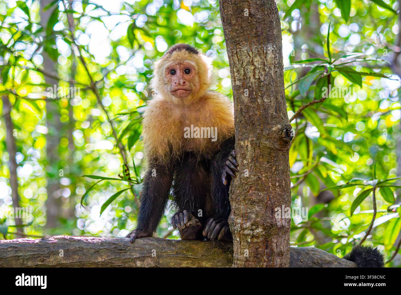 Ritratto di scimmia capuchino dalla faccia bianca panamense. Costa Rica. Foto Stock