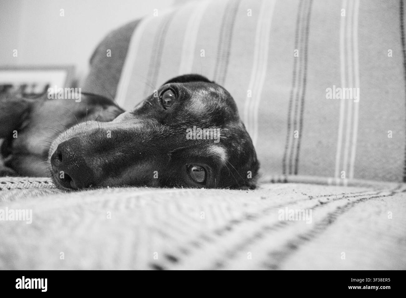 Un bassotto in miniatura che riposa comodamente su un divano indoor, catturato in uno scatto macro monocromatico intimo. Foto Stock