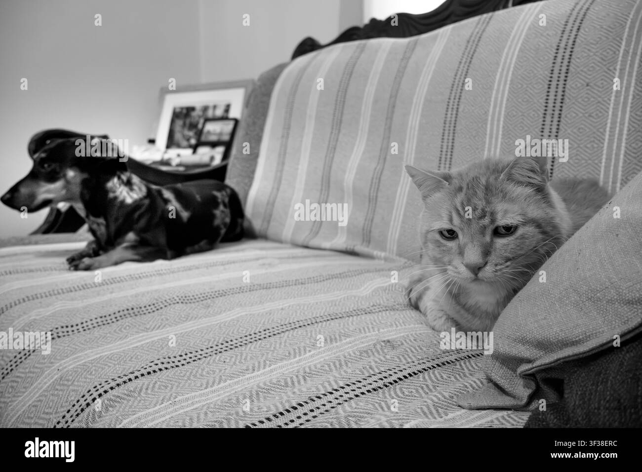 Un gatto e un bassotto che si rilassano insieme su un divano del soggiorno, catturati in una fotografia classica in bianco e nero. Foto Stock