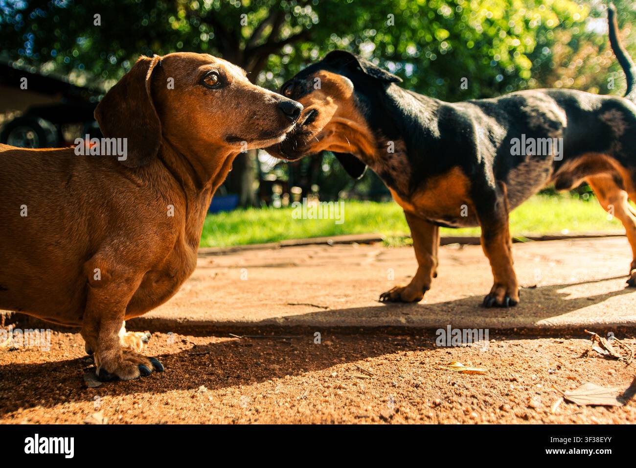 Due cani bassotti in miniatura che interagiscono e giocano insieme all'aperto in un giardino soleggiato. Foto Stock