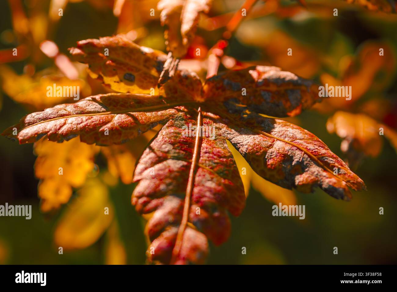 fotografia macro dettagliata del fogliame composto di un albero o arbusto selvatico, che mostra le sue caratteristiche foglioline lobate e seghettate Foto Stock