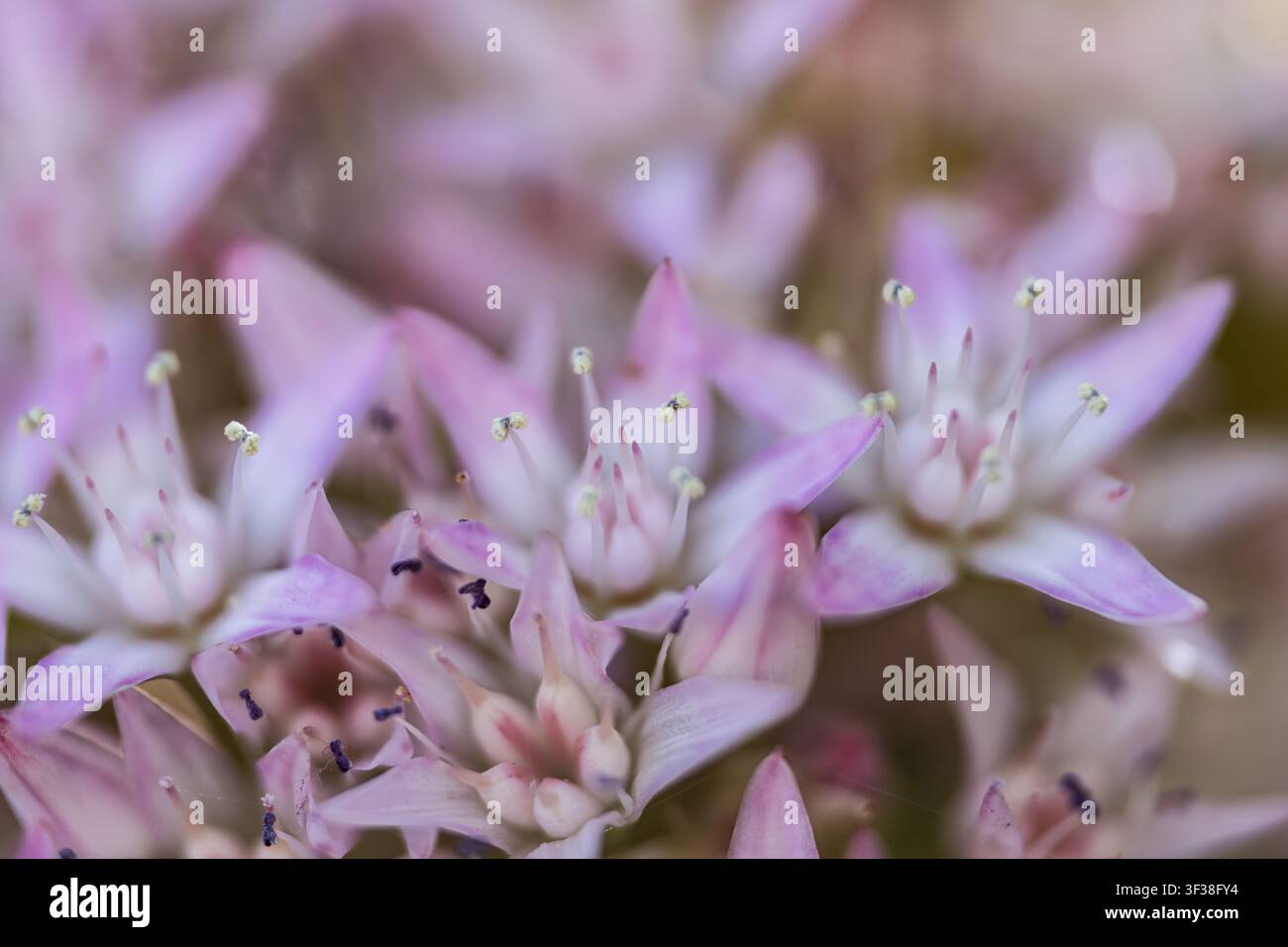 ammasso di fiori a forma di stella di una pianta di giada Foto Stock
