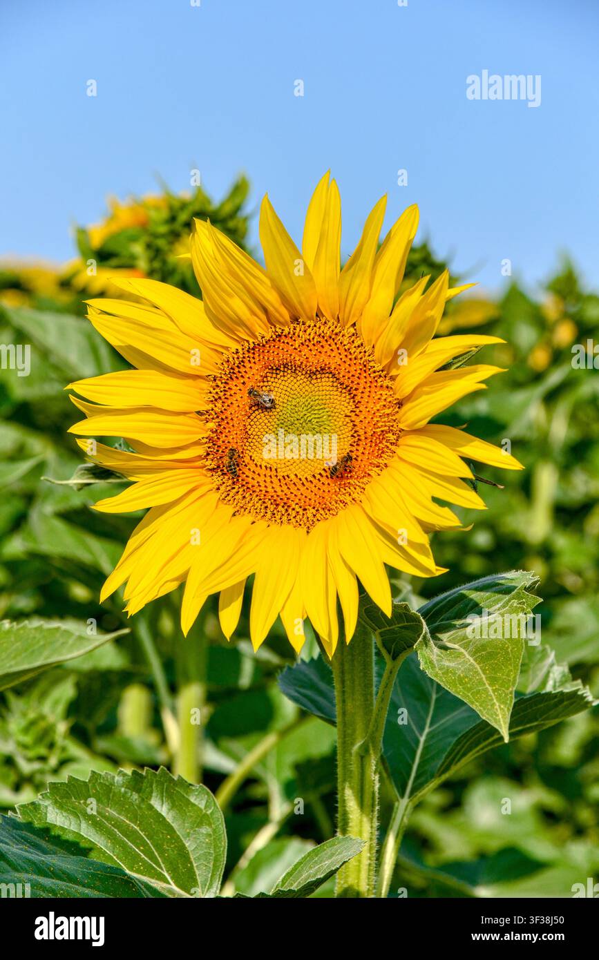 Ape che si nutrono di polline di un girasole in fiore precoce su terreni agricoli – Francia centrale. Foto Stock