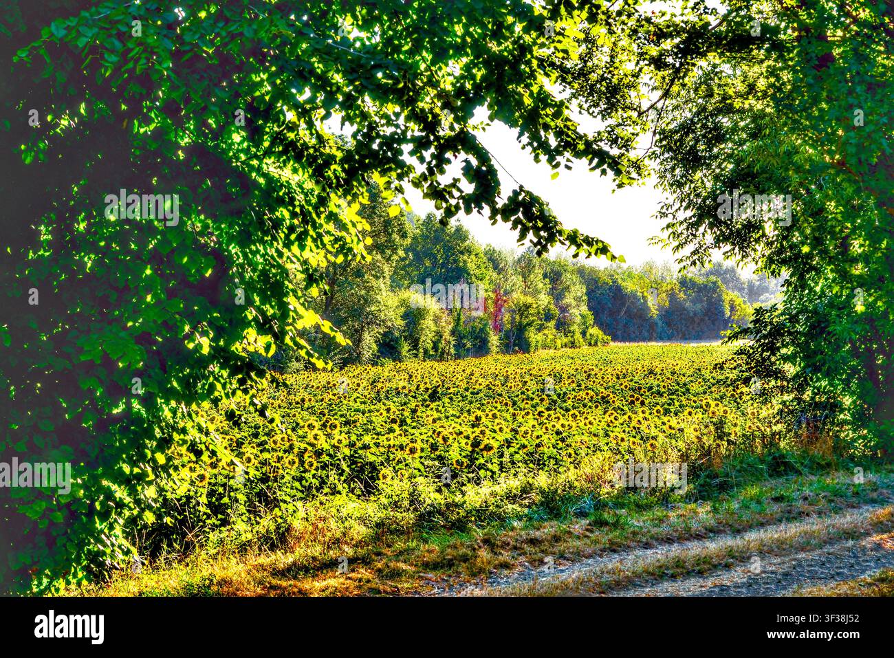 Vista illuminata dal retro di un campo di girasoli visto attraverso gli alberi al mattino presto - Francia centrale. Foto Stock