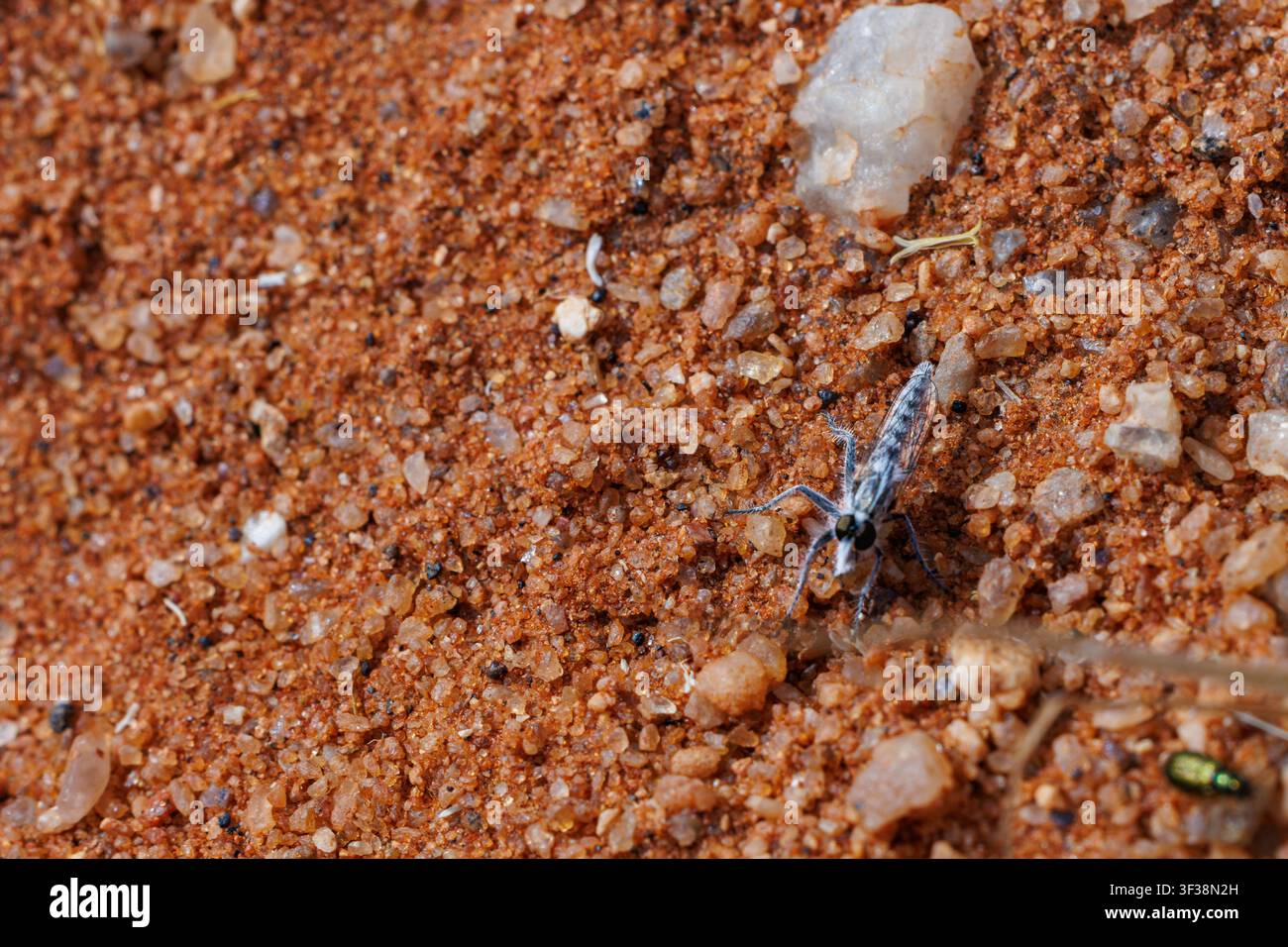mosca rapinatrice mimetica Foto Stock