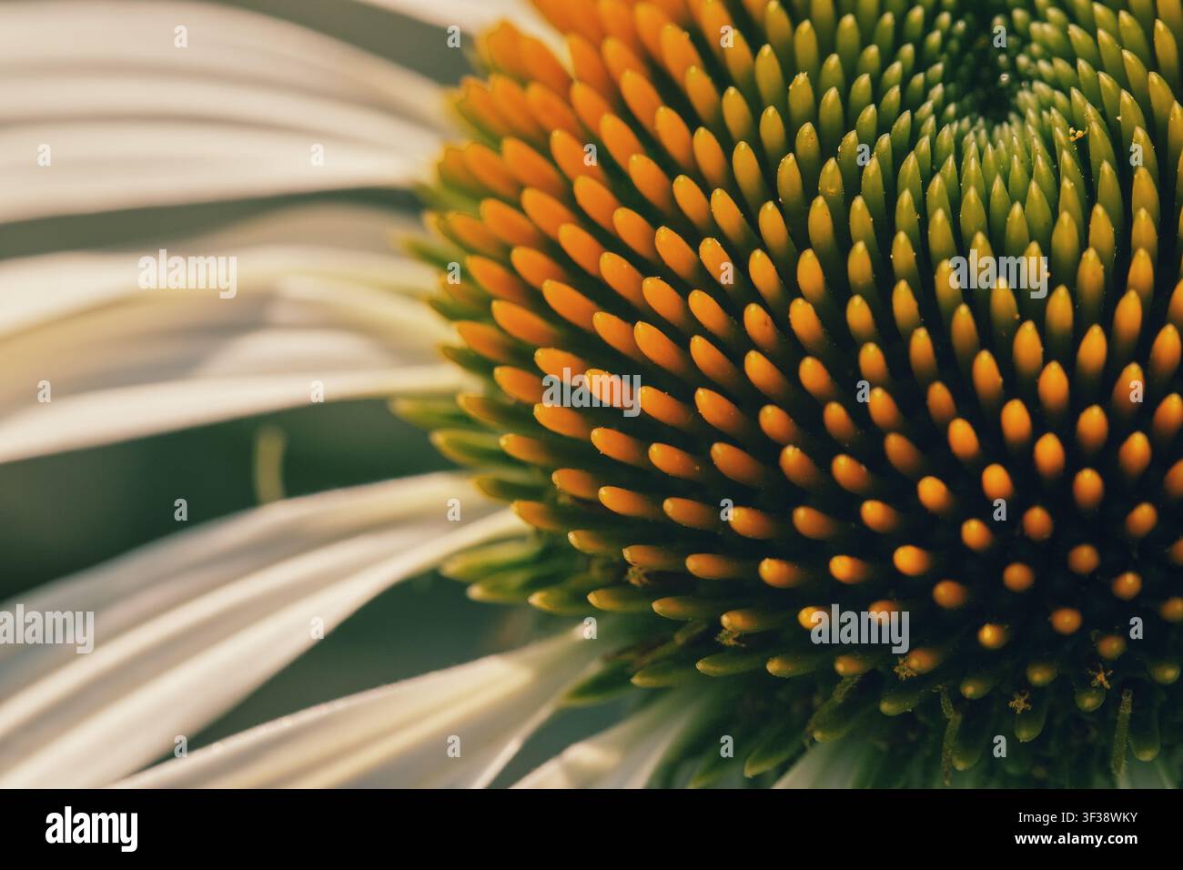 Fotografia macro dettagliata che si concentra sulla testa del seme verde e arancione di un fiore conico bianco, mostrando la texture geometrica naturale e la struttura a spirale Foto Stock