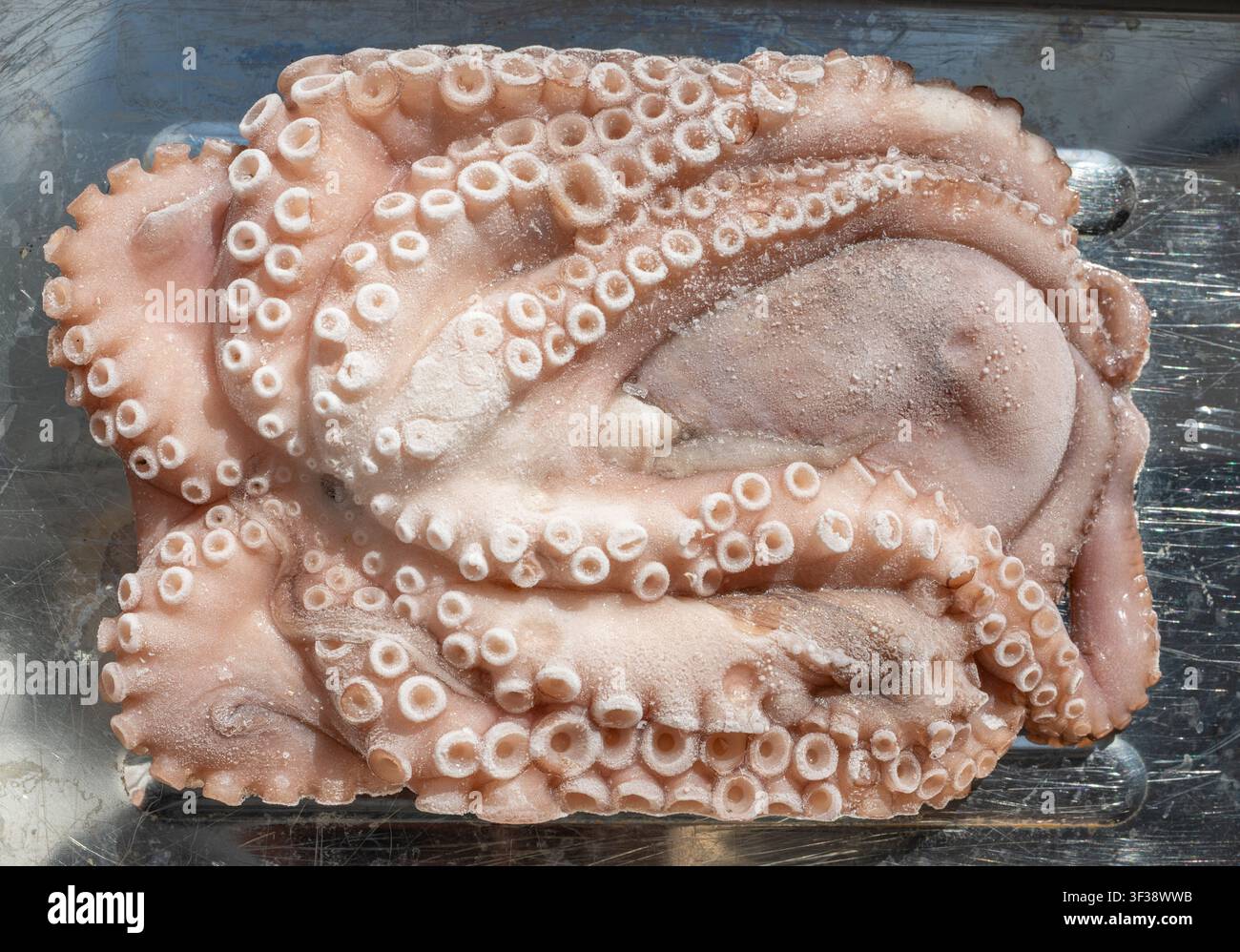 Macro di gambe intere di polpo congelate o grandi tentacoli. Frutti di mare crudi ghiacciati, texture di calamari, calamari o seppia in primo piano, messa a fuoco selettiva, sfondo sfocato Foto Stock
