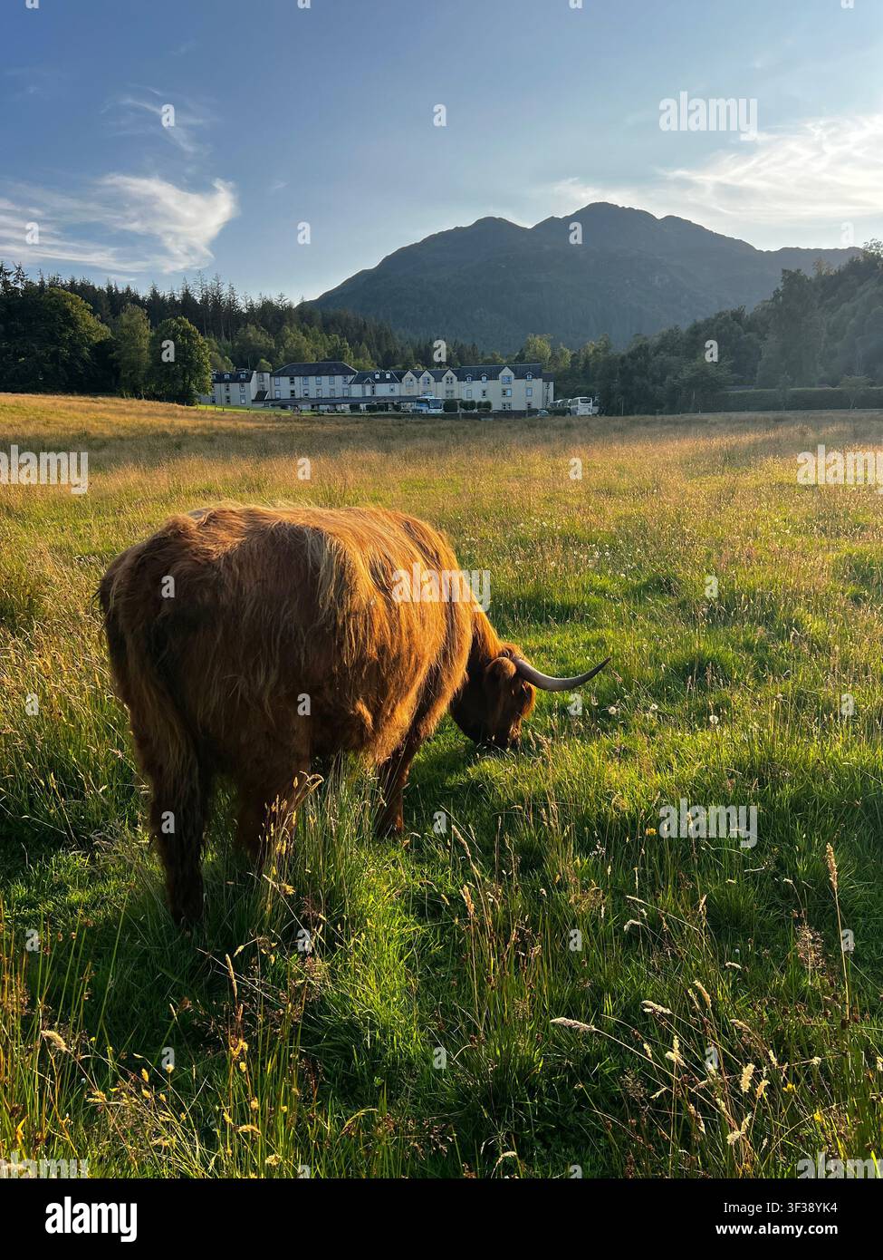 Mucca delle Highlands che pascola in un prato davanti al Loch Achray Hotel a Loch Lomond e nel Parco Nazionale di Trossachs, Stirling, Scozia, Regno Unito, con Ben A' - Immagine stock catturata con smartphone