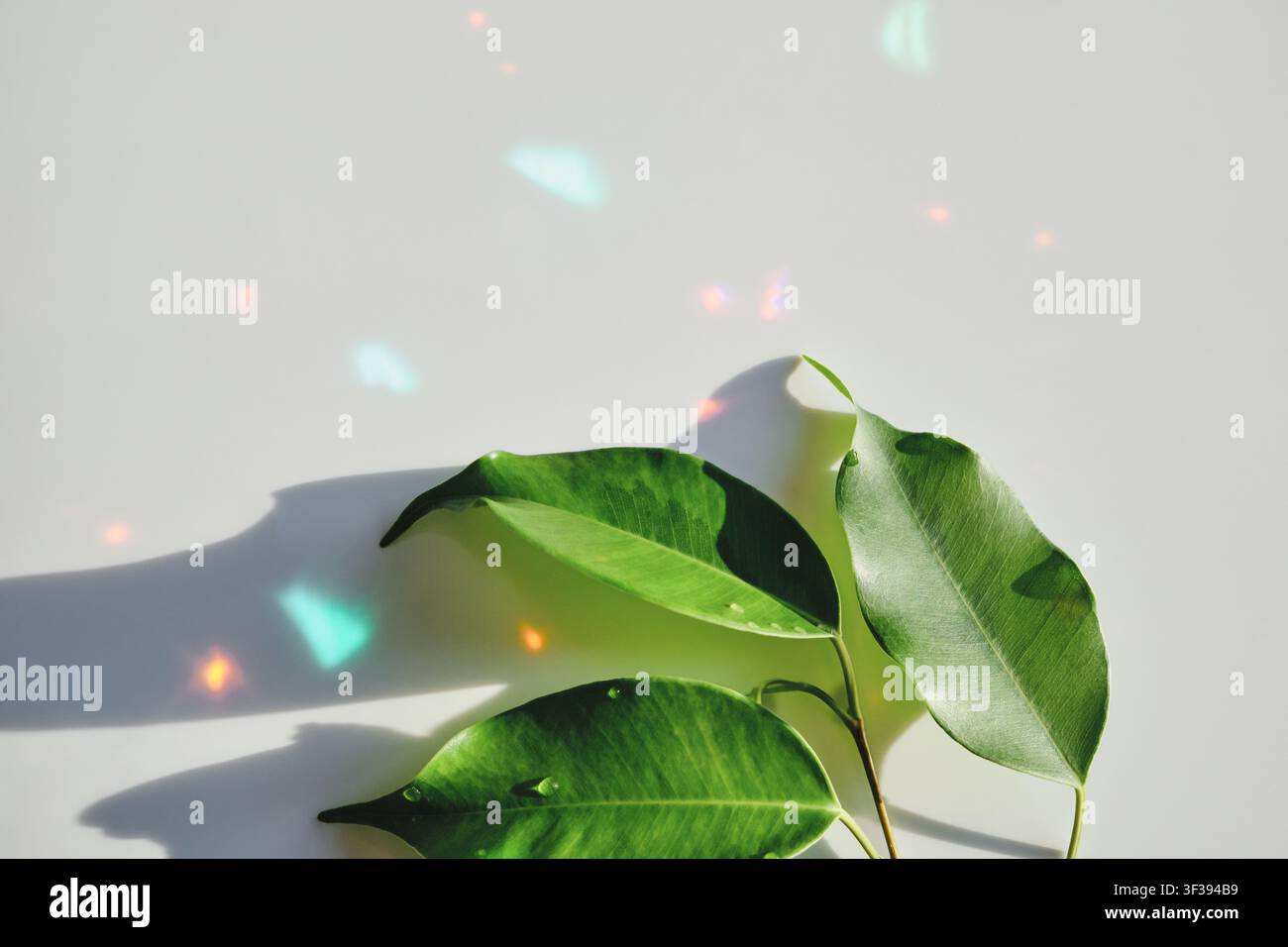 Fresche foglie di ficus verde che mostrano riflessi di luce colorati e ombre su sfondo bianco Foto Stock