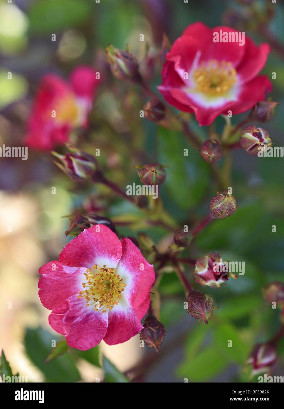 Fiori di rosa selvatica rosa in fiore alla mostra di rose del Giardino Botanico di Tallinn, Estonia, con boccioli e fogliame verde. Foto Stock