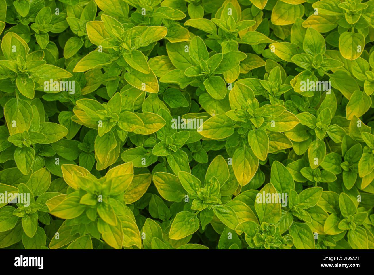 Fresche foglie di origano verde (Origanum vulgare) che crescono in un giardino. Sfondo di erbe aromatiche culinarie con fogliame lussureggiante, giardinaggio biologico, cibo sano Foto Stock