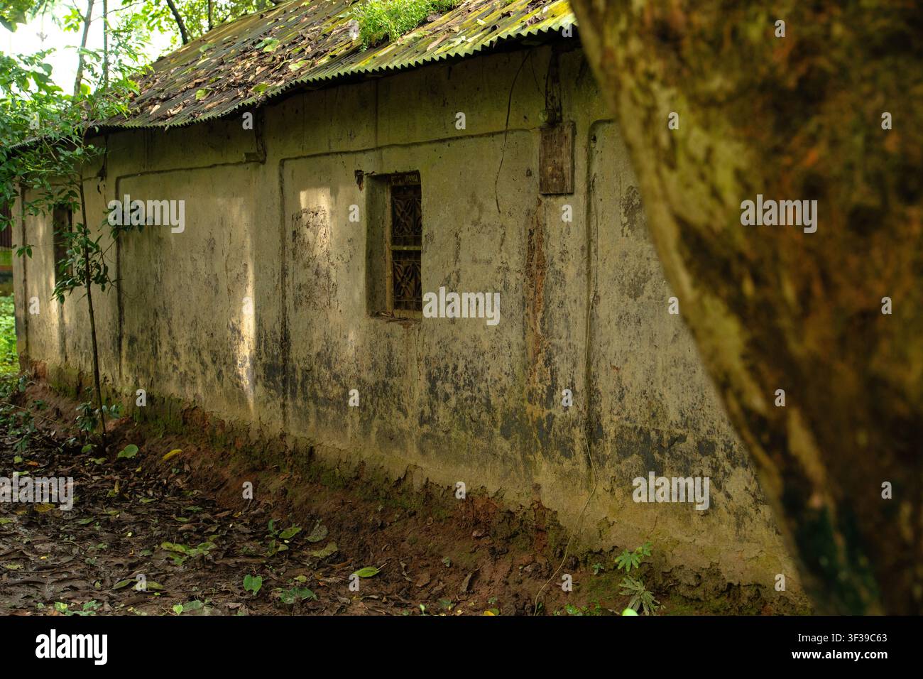 Un vecchio edificio eroso con pareti scrostate e un tetto in lamiera ondulata arrugginita in una zona boschiva. Foto Stock