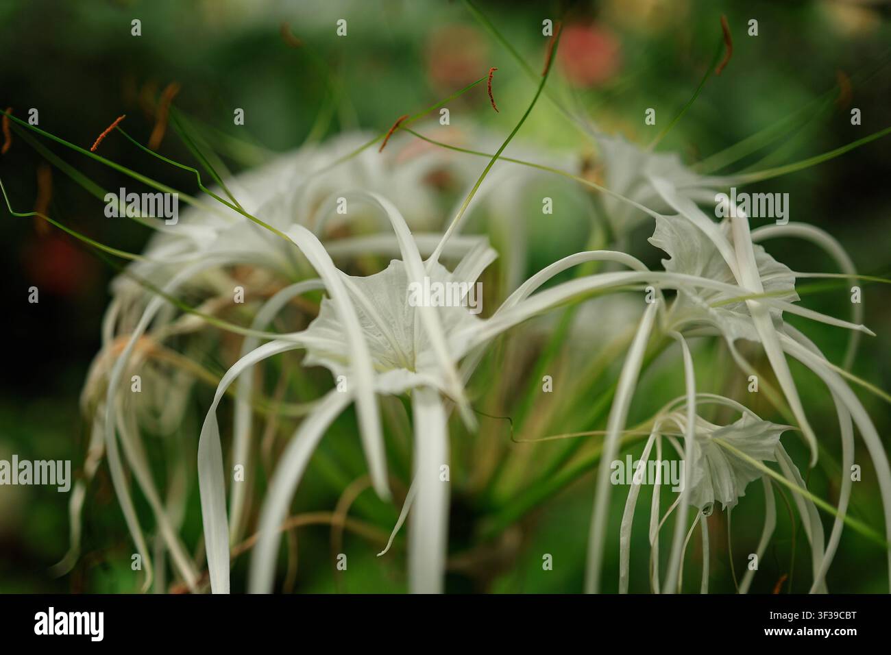 Fiori di giglio ragno Hymenocallis con petali bianchi sottili nel Giardino Botanico di Tallinn, Estonia. Foto Stock
