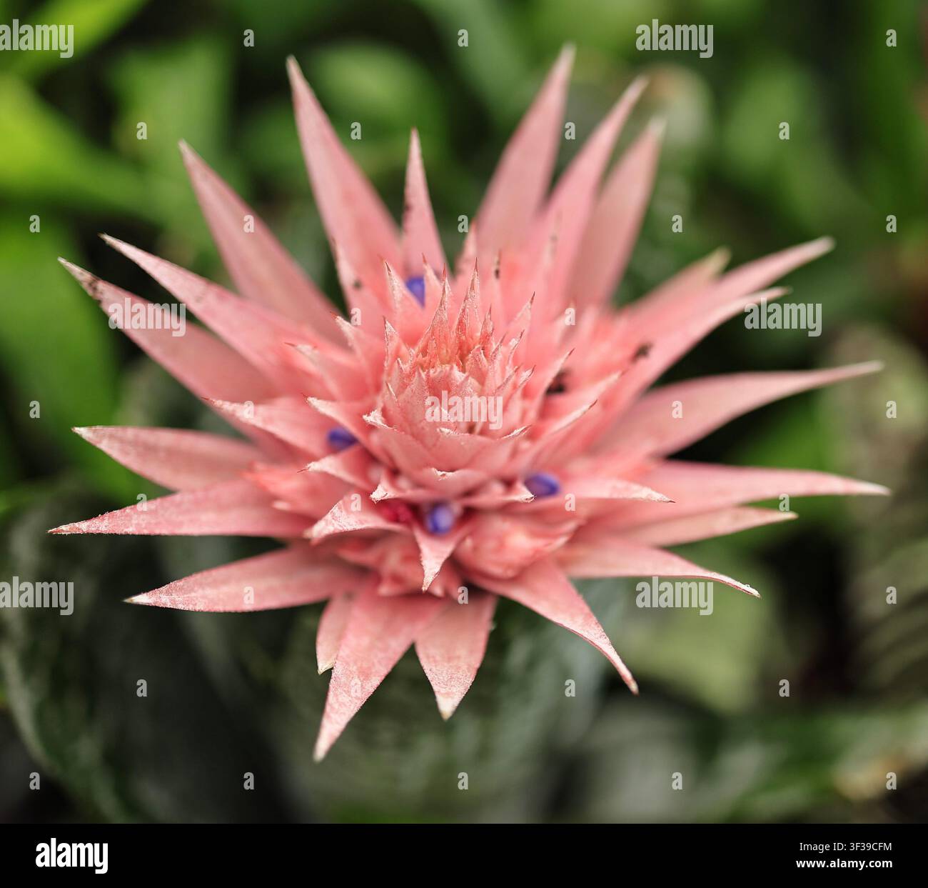 Infiorescenza di bromelia rosa (Aechmea) con brattee a forma di stella presso il Giardino Botanico di Tallinn, Estonia. Foto Stock