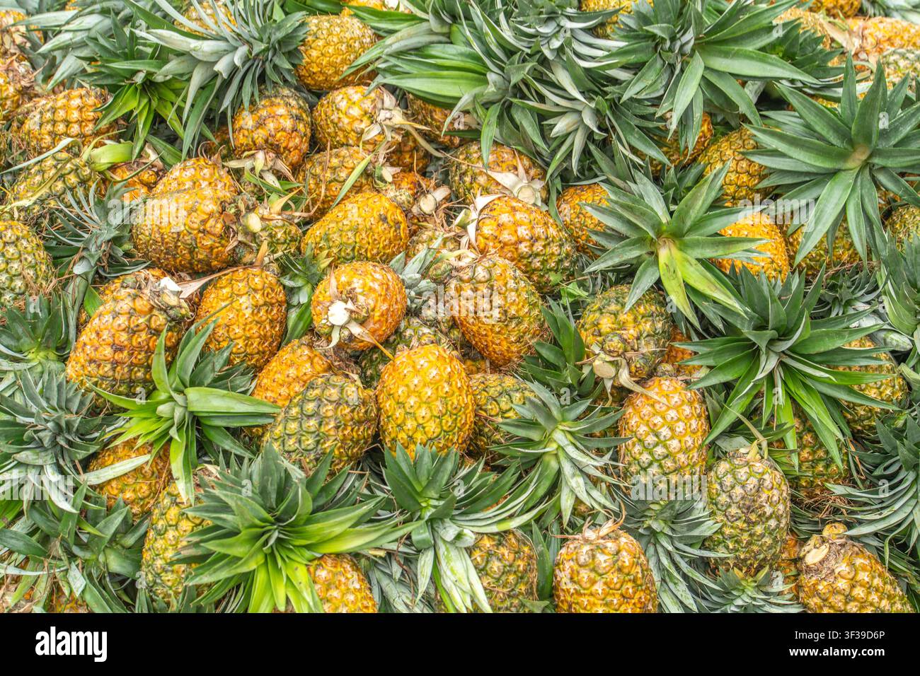 Un grappolo di ananas maturi che crescono su una pianta di ananas con foglie verdi e spinose. Foto Stock