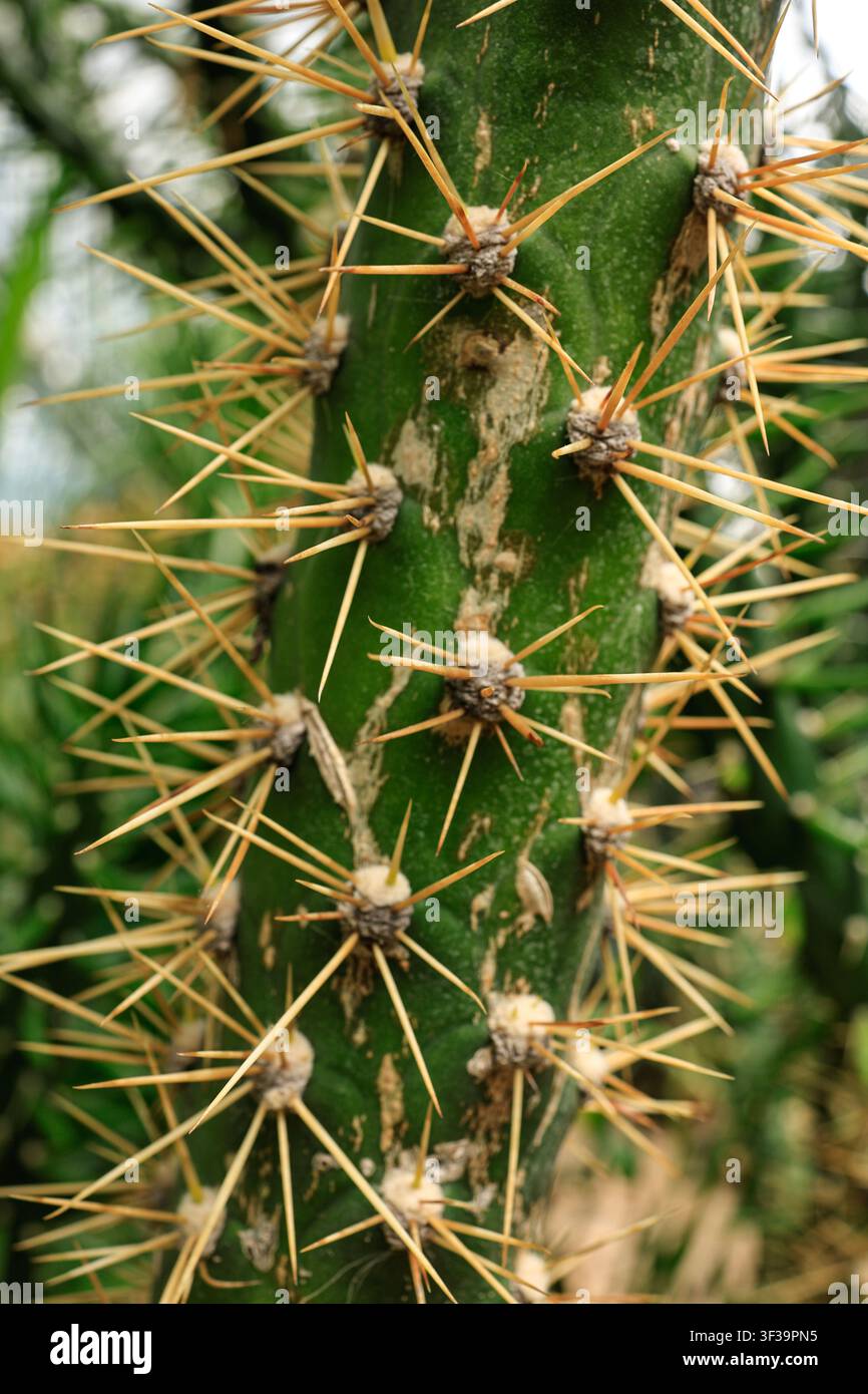 Primo piano dello stelo di un cactus con lunghe spine dorate al Giardino Botanico di Tallinn, in Estonia. Foto Stock